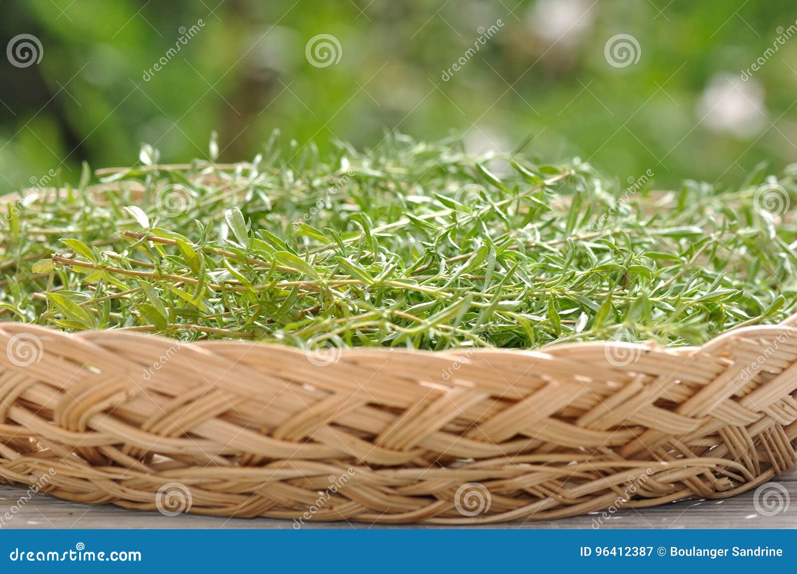 Tarragon in basket stock image. Image of drying, table 96412387