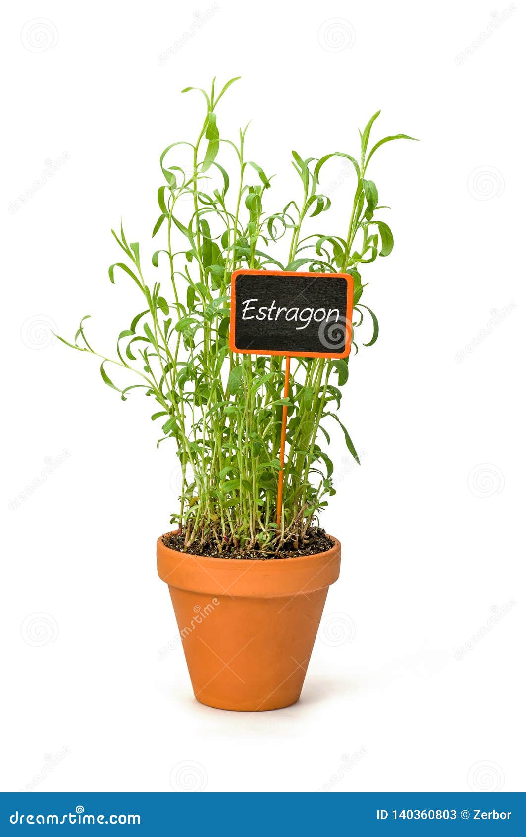 Tarragon in a Clay Pot with a German Label Estragon Stock Image Image