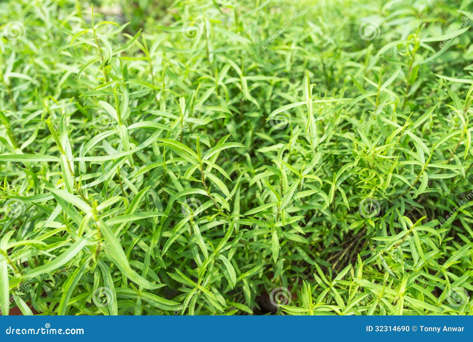 Tarragon stock photo. Image of leaf, herb, french, green 32314690