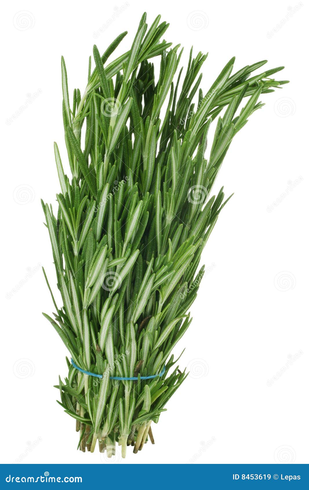 Tarragon heap stock image. Image of herb, green, estragon 8453619