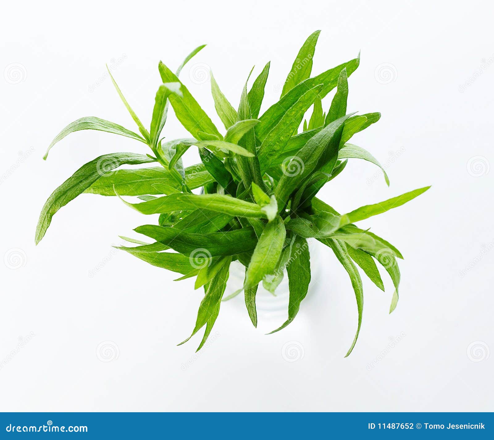 Tarragon herb stock photo. Image of tarragon, isolated 11487652