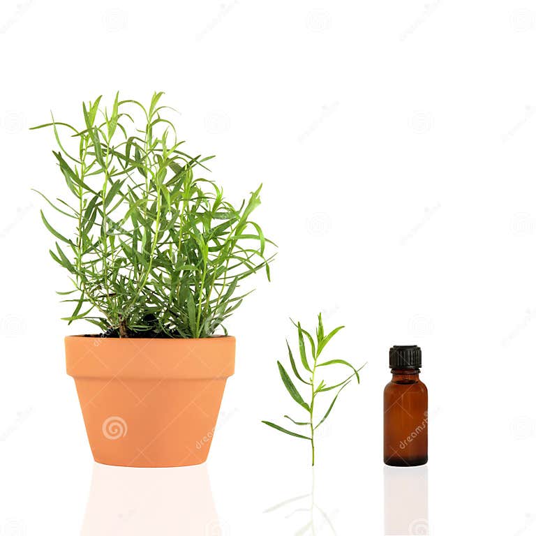 Tarragon Herb stock image. Image of herbal, aroma, bottle 7862793