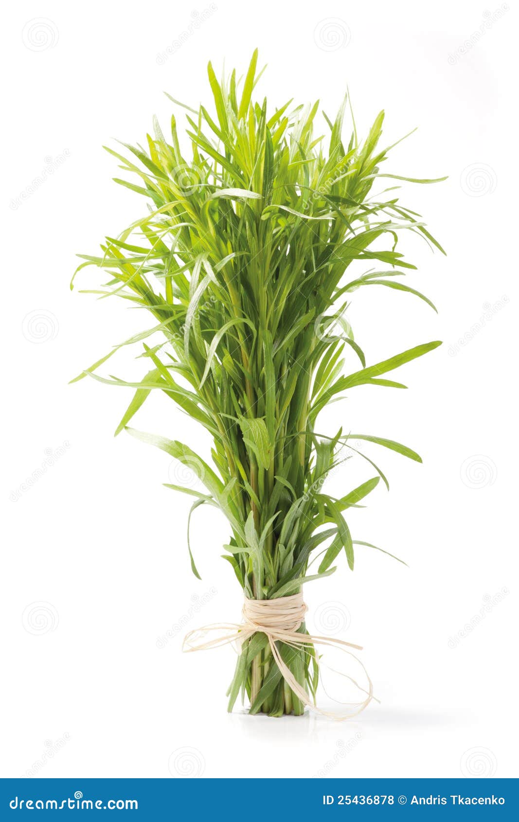 Tarragon herb bunch stock photo. Image of bunch, refreshment 25436878