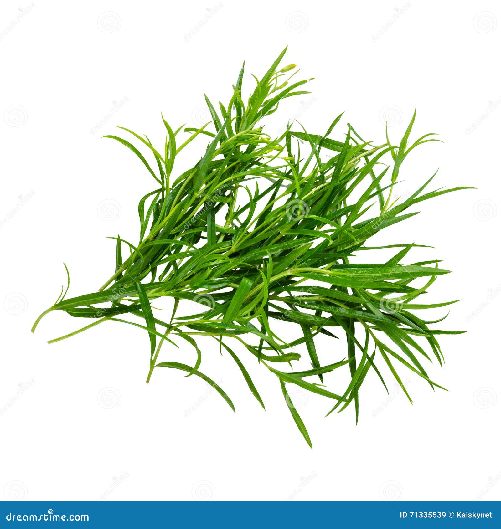 Tarragon Herbs Close Up Isolated on White Stock Image Image of green