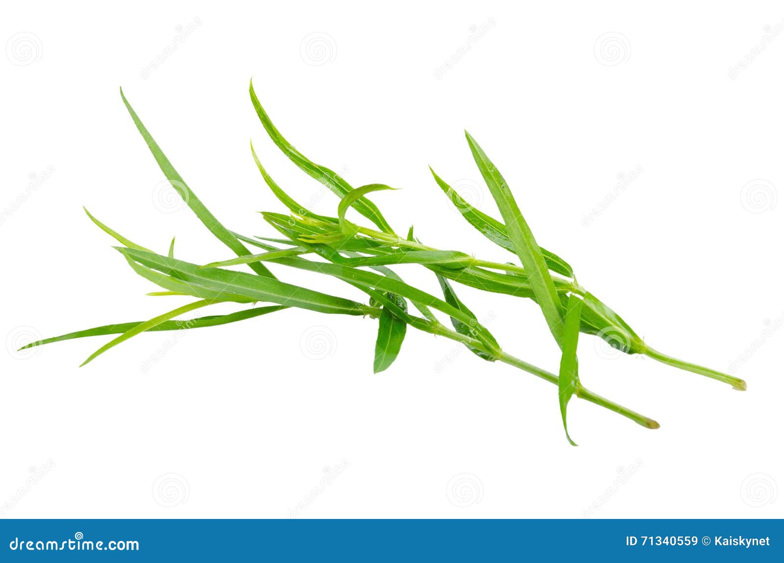 Tarragon Herbs Close Up Isolated on White Stock Image Image of food, healthy 71340559