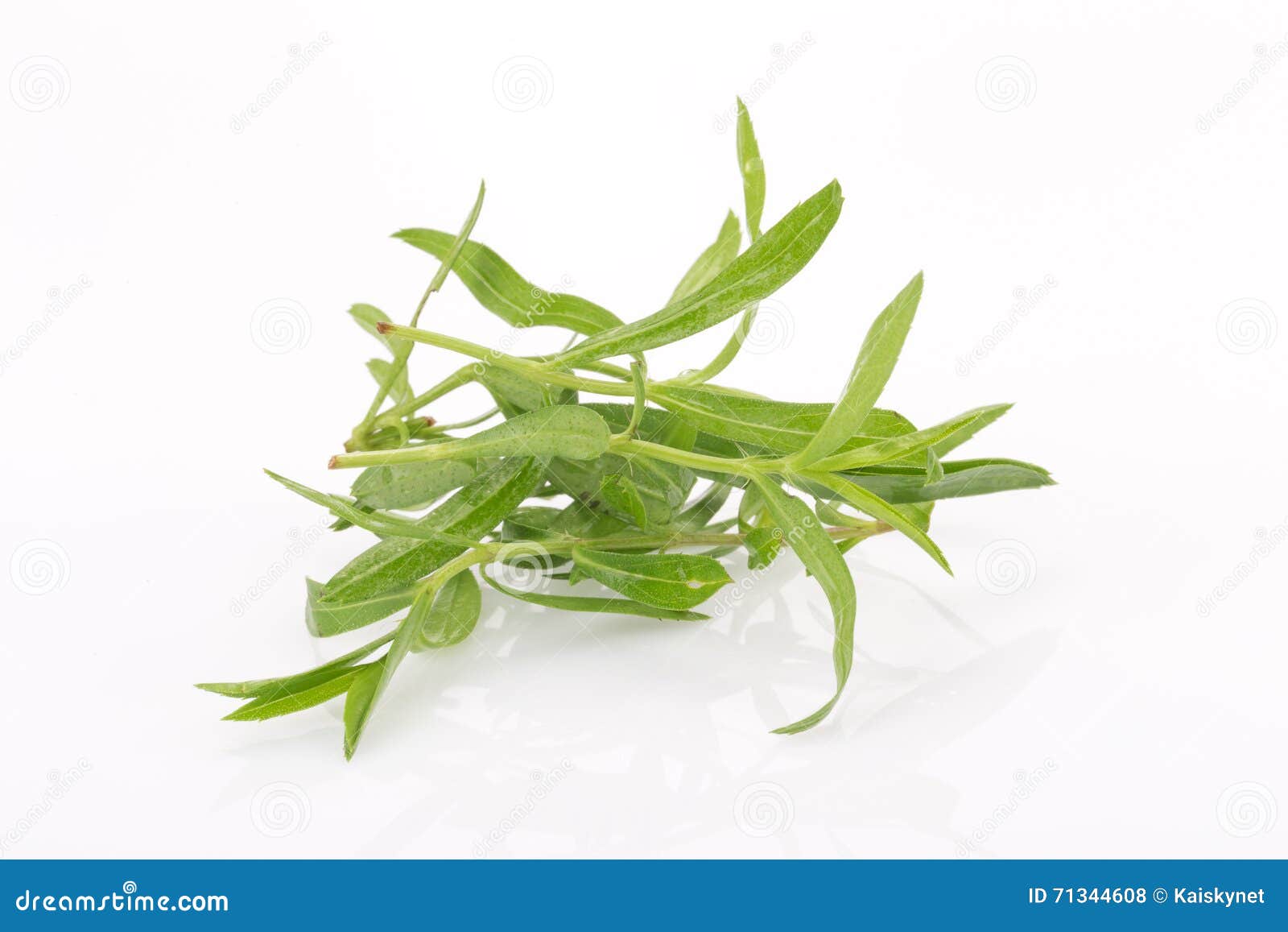 Tarragon Herbs Close Up Isolated on White Stock Photo Image of
