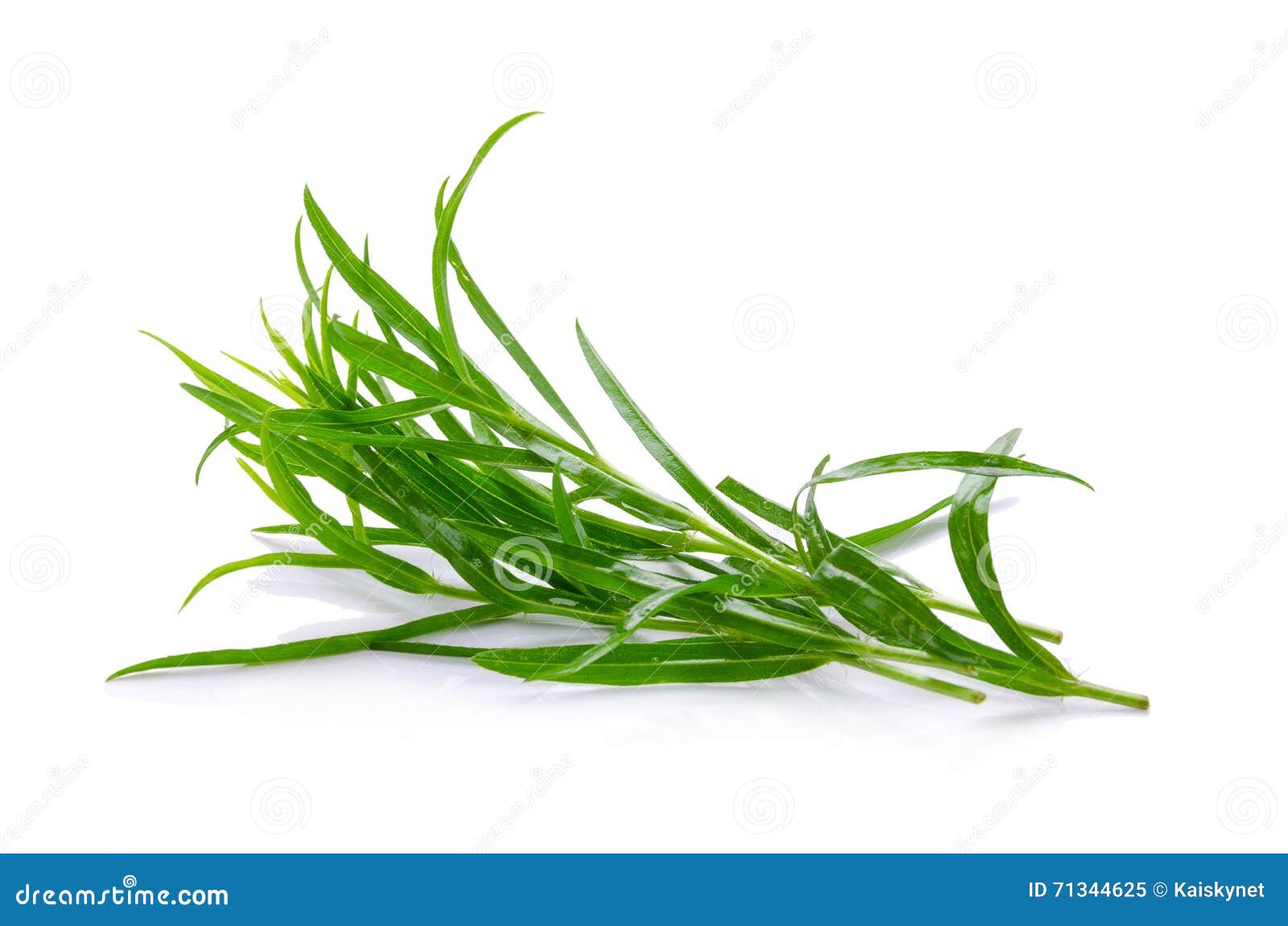 Tarragon Herbs Close Up Isolated on White Stock Image Image of
