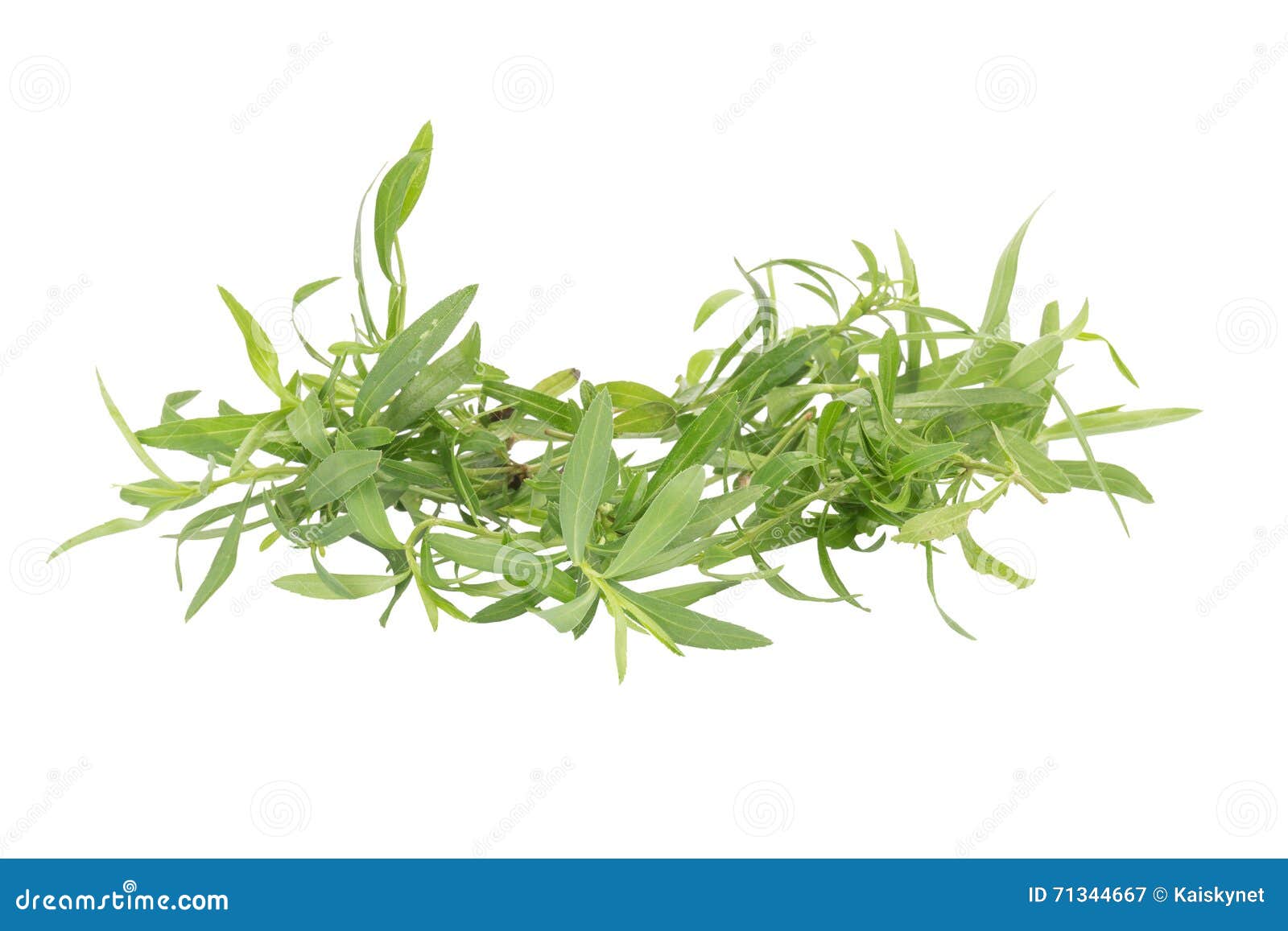 Tarragon Herbs Close Up Isolated on White Stock Image Image of