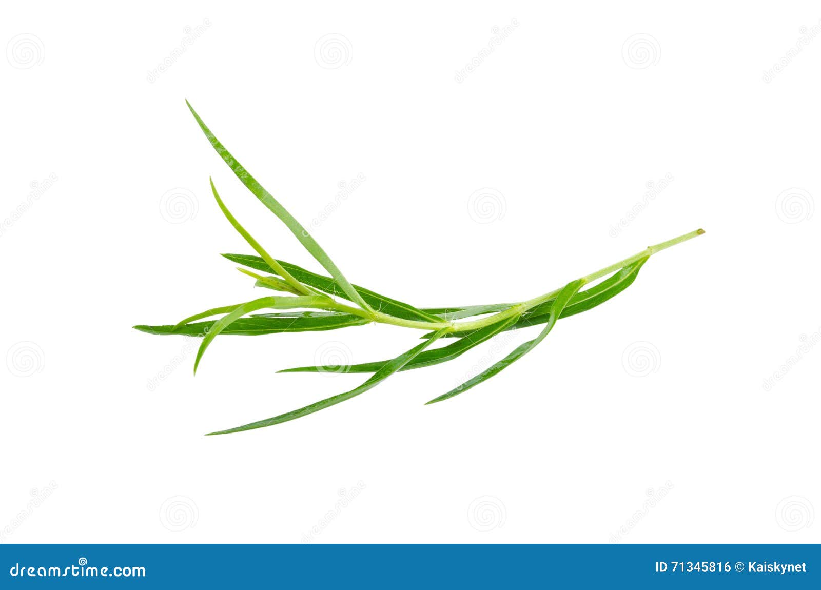 Tarragon Herbs Close Up Isolated on White Stock Photo Image of ingredient, healthcare 71345816