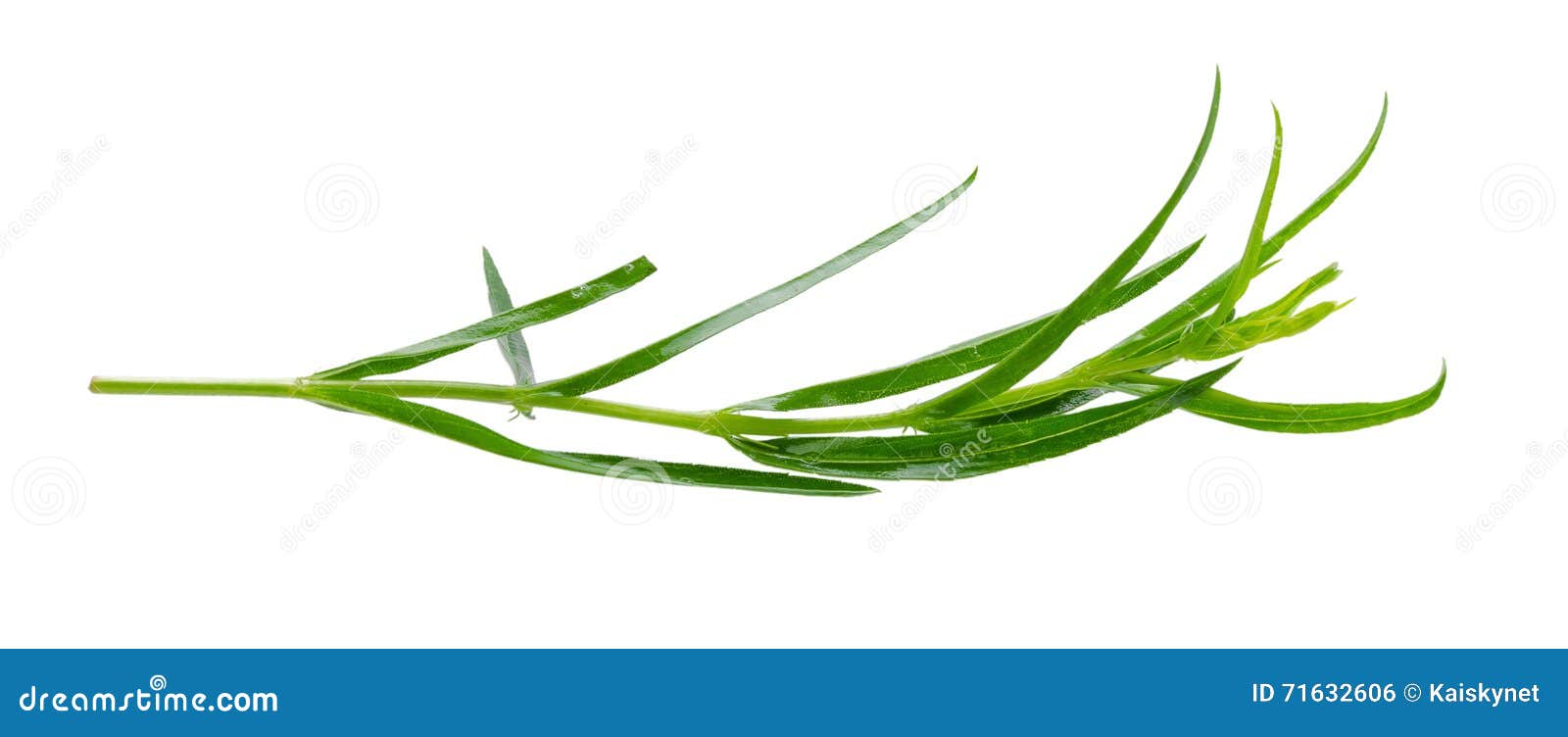 Tarragon Herbs Close Up Isolated on White Stock Photo Image of plant