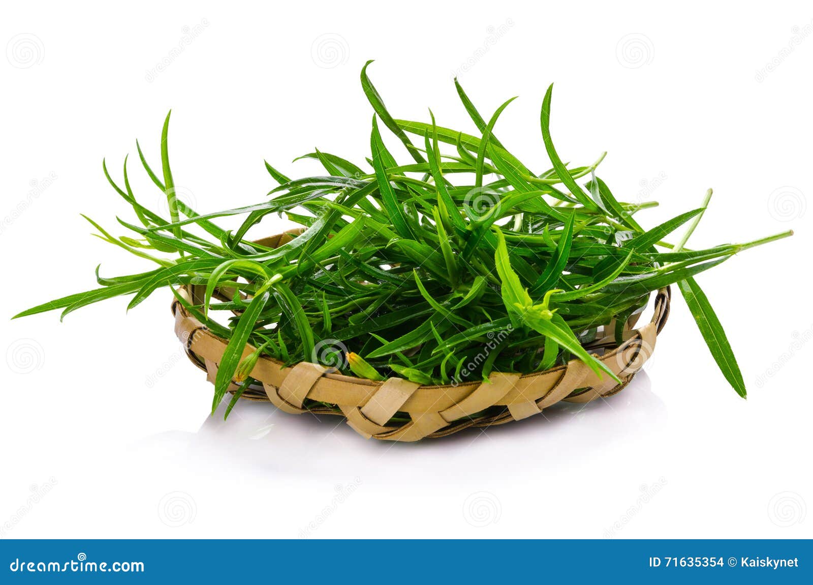 Tarragon Herbs Close Up Isolated on White Stock Photo Image of white