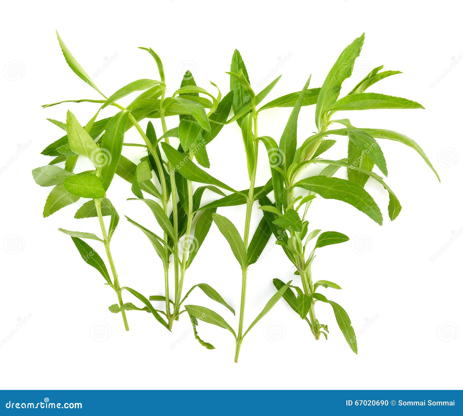 Tarragon Herbs on White Background Stock Photo Image of fresh