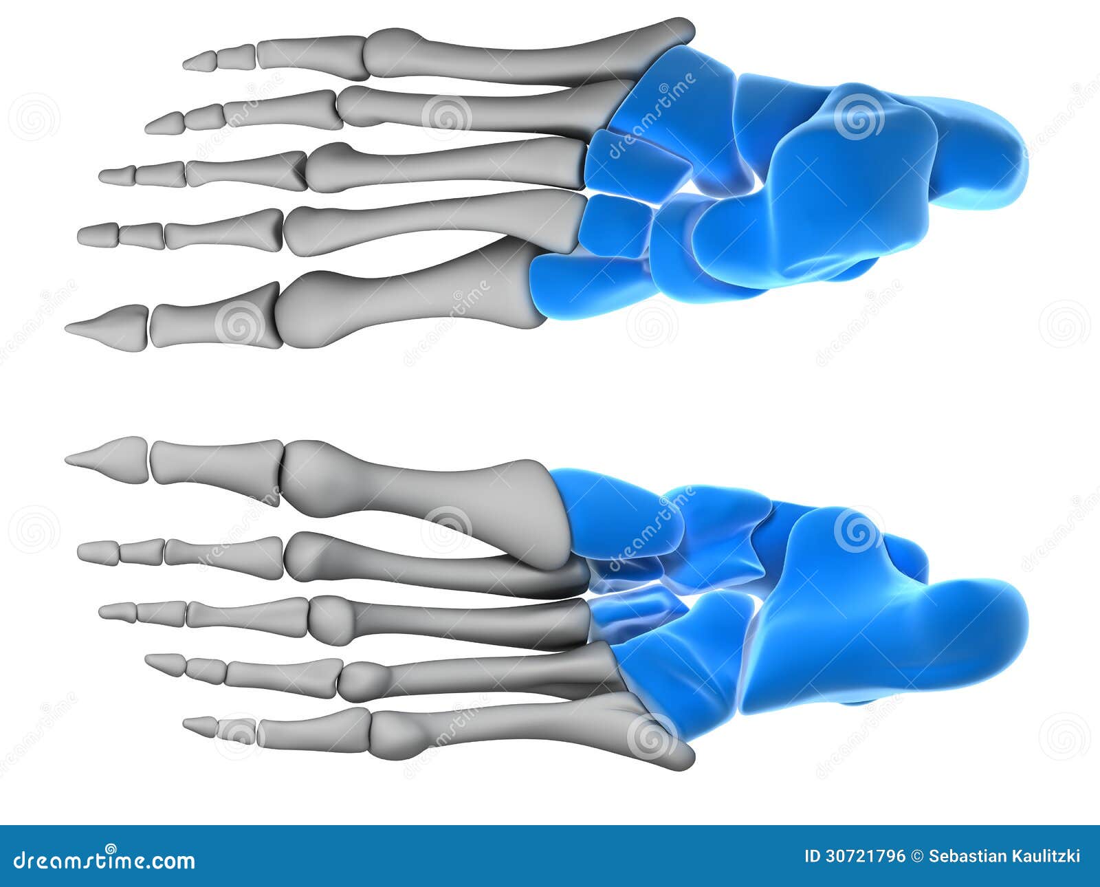 tarsal bones