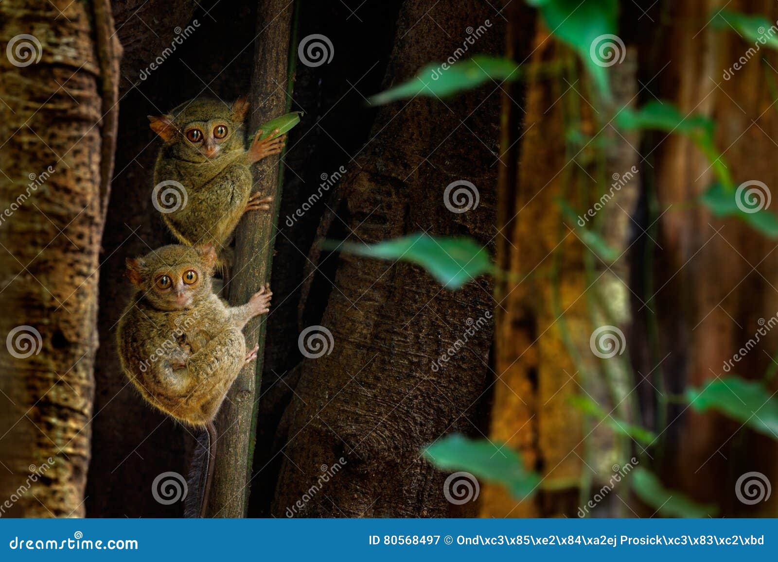 tarsier family on the big tree. spectral tarsier, tarsius spectrum, hidden portrait of rare nocturnal animal, in large ficus