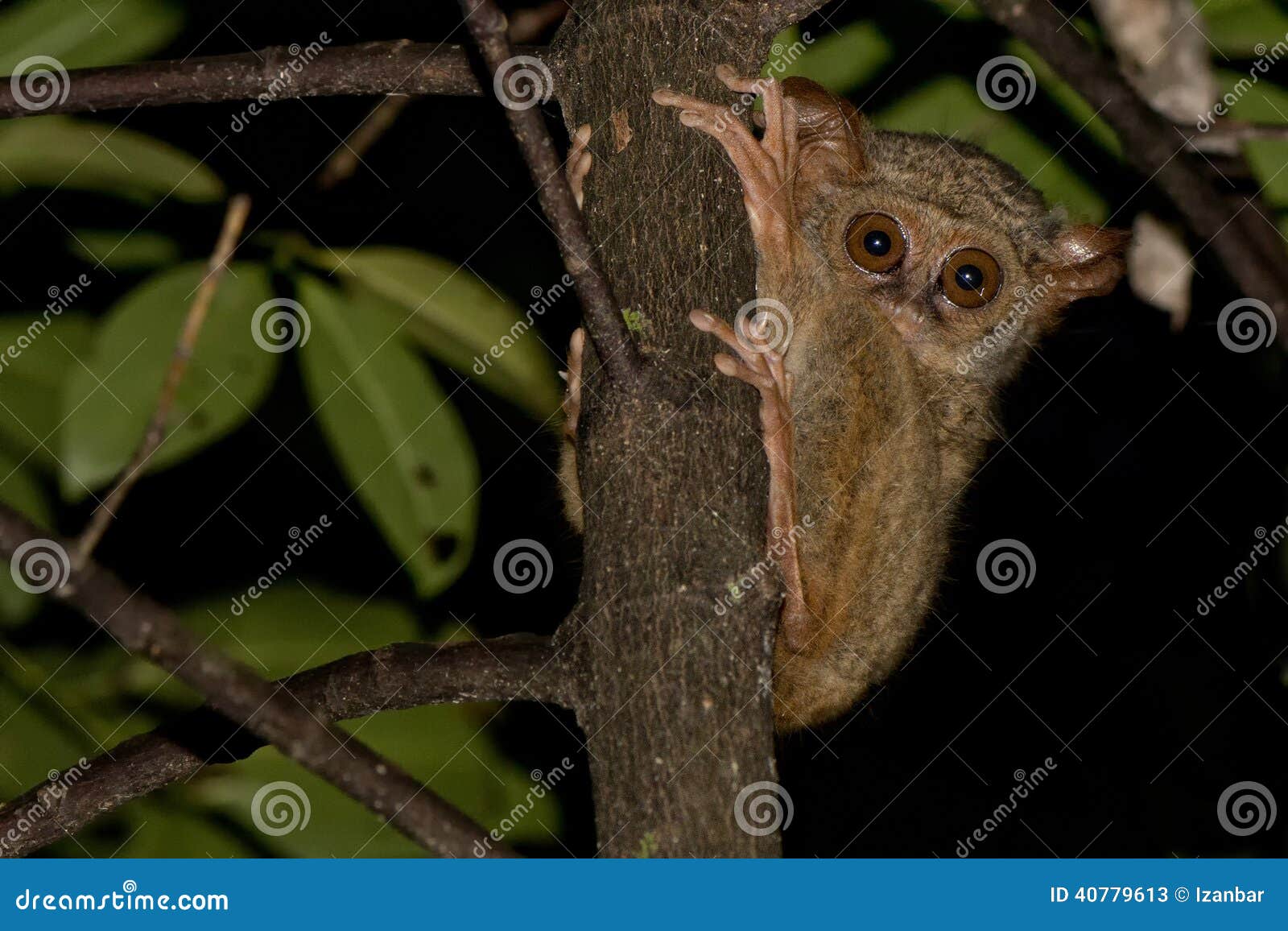 tarsius small nocturnal monkey