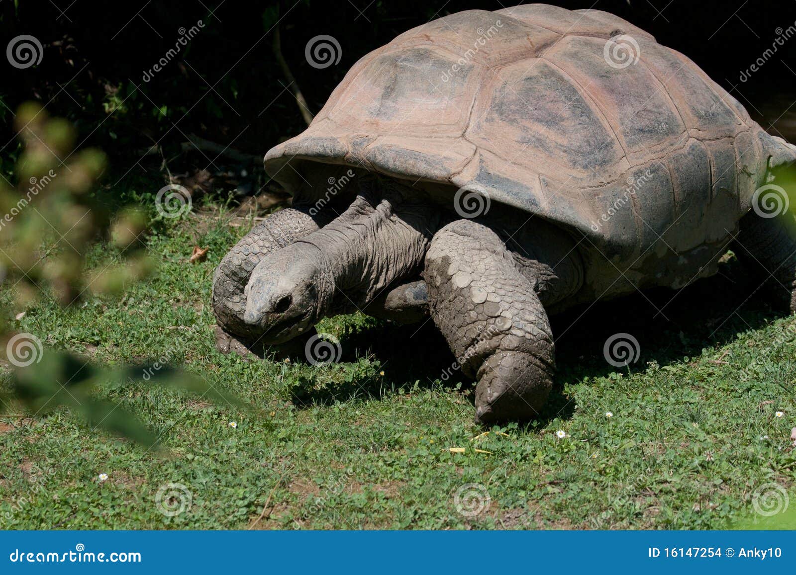 Tartaruga (tartaruga) da terra, réptil da terra-moradia da família do Testudinidae, pedido Testudines.