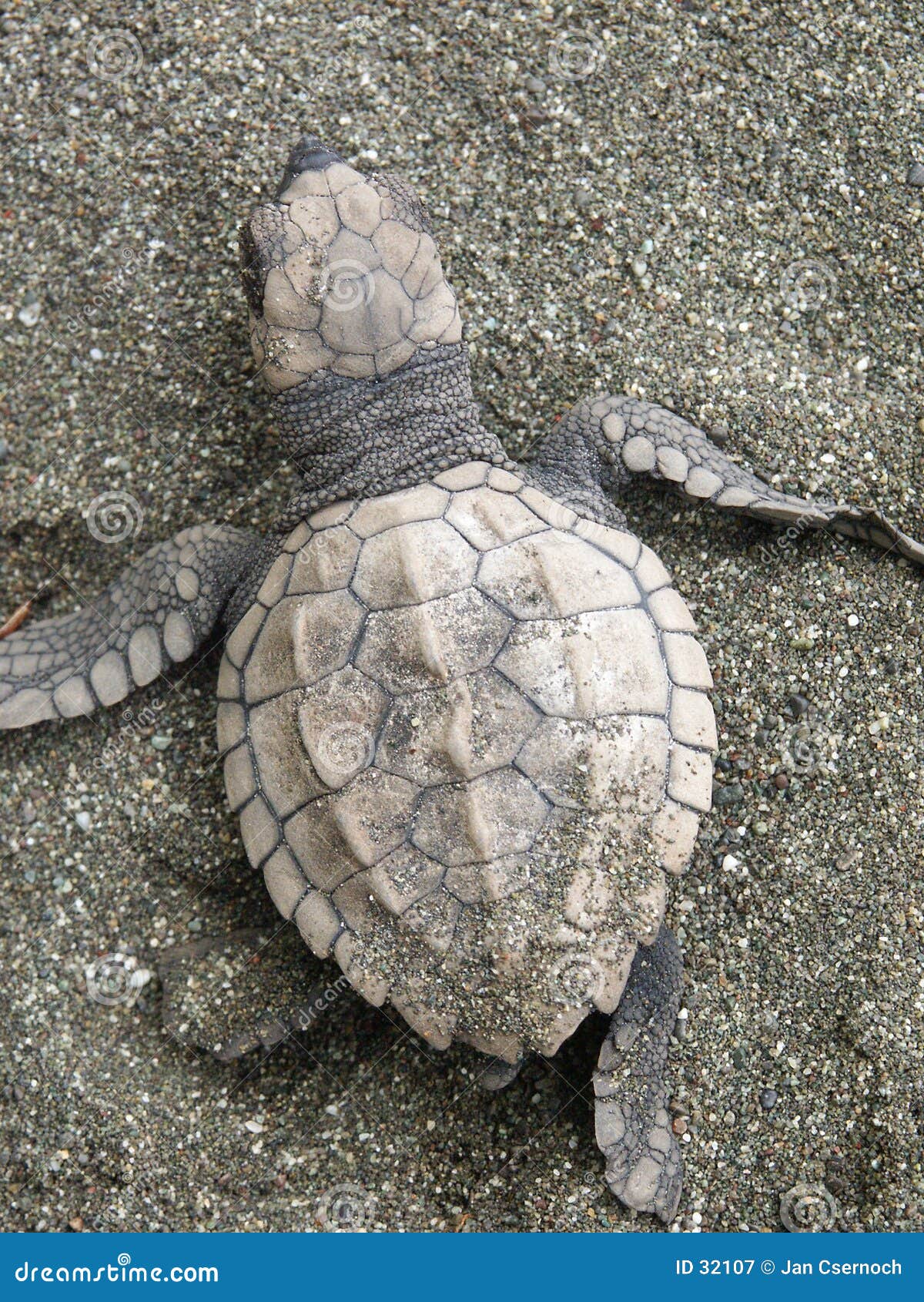 Turtle Rescue: Saving a 300-Pound Loggerhead in Florida, image size:1200x1690