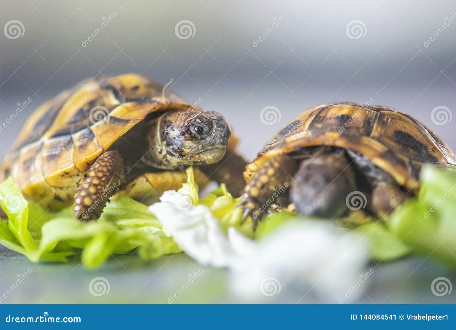 Tartaruga Del S Di Hermann Hermanni Del Testudo Immagine Stock Immagine Di Alimentazione Pazzesco