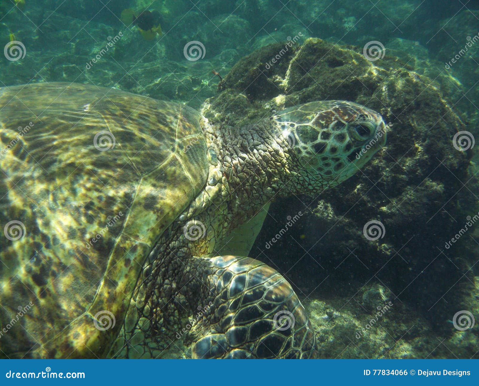 TERREMOTO DI MESSINA Emissione Privata Di Beneficenza Blocco Mnh Coppia - Foto 7