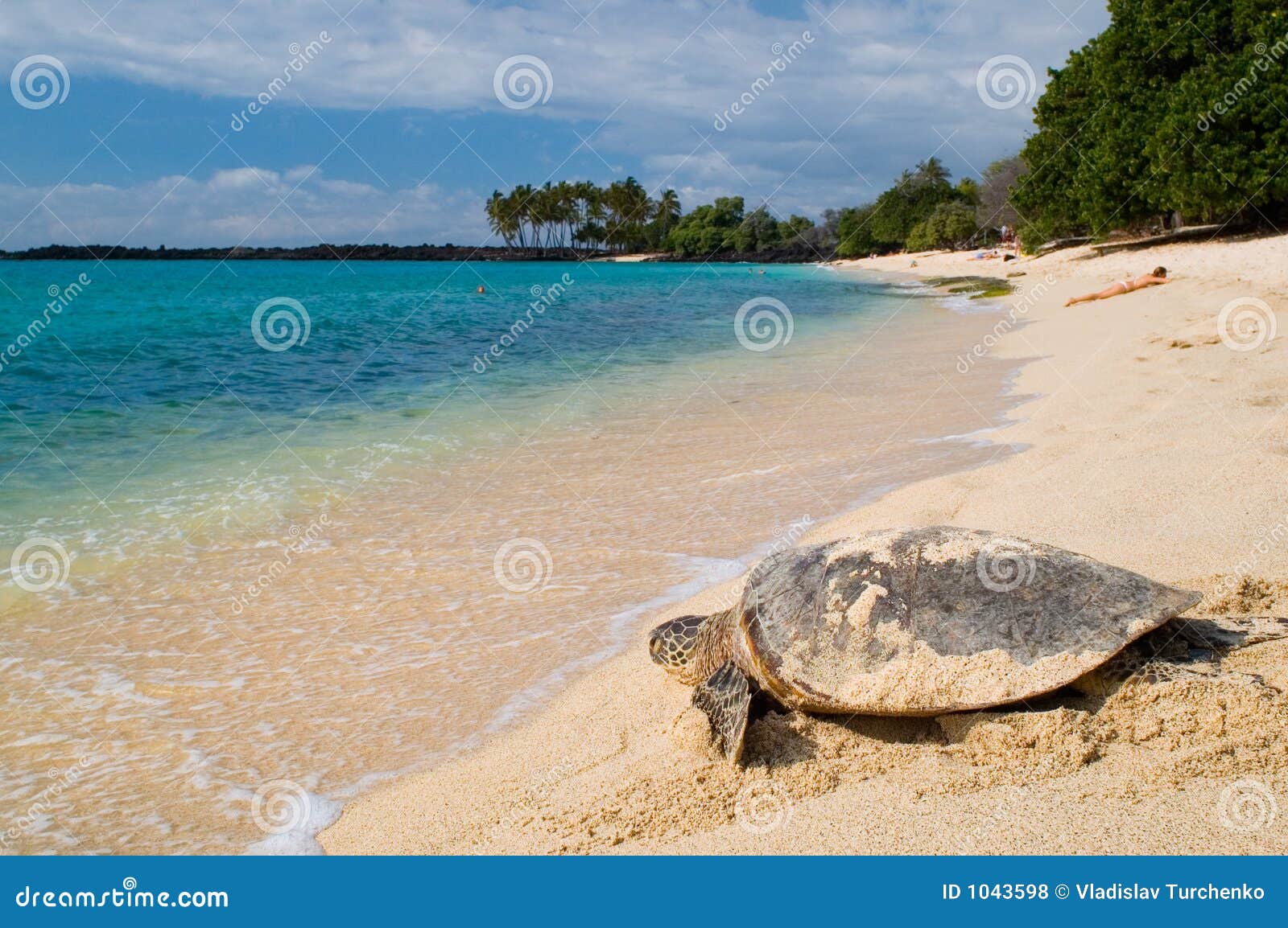 Decorazione Tartaruga Marina Blu - La Spiaggia è Il Mio Posto - Foto 10