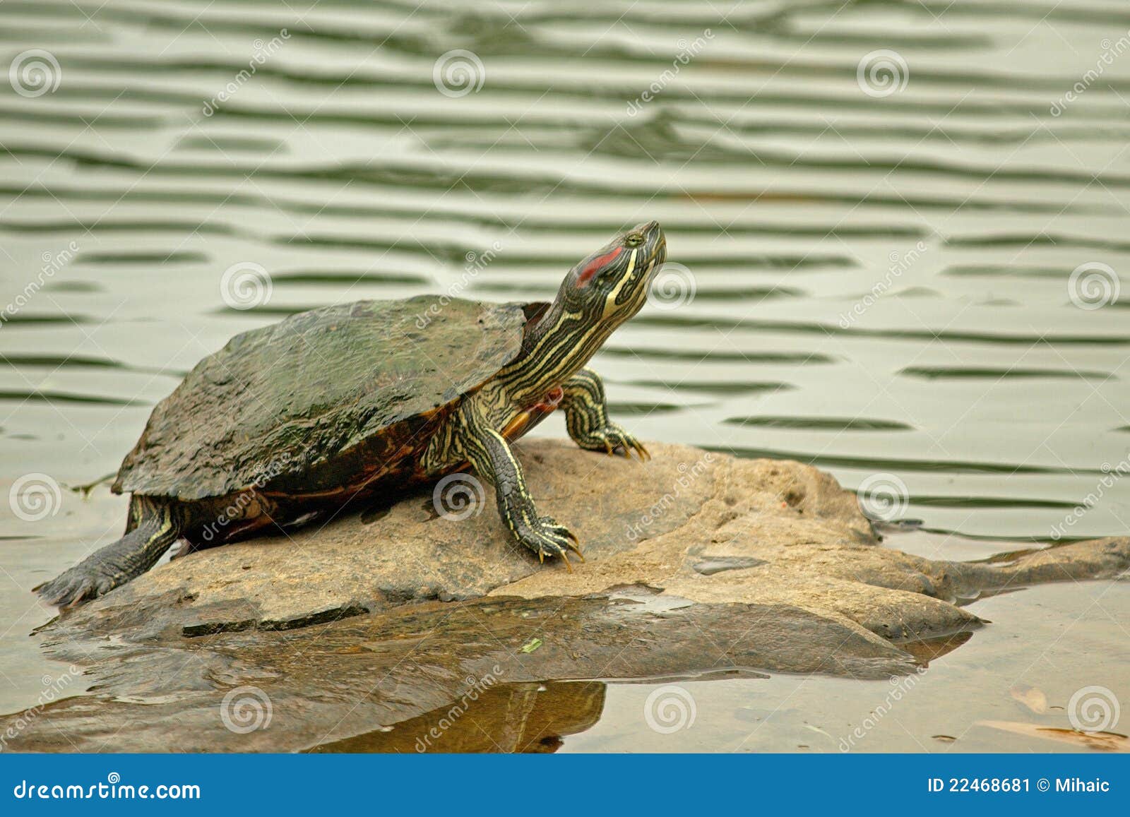Tartaruga Vermelho-orelhuda do slider que levanta na rocha. O slider Vermelho-orelhudo (elegans do scripta de Trachemys) é um nativo semi-aquatic da tartaruga a America do Norte. É a tartaruga a mais popular do animal de estimação no mundo.