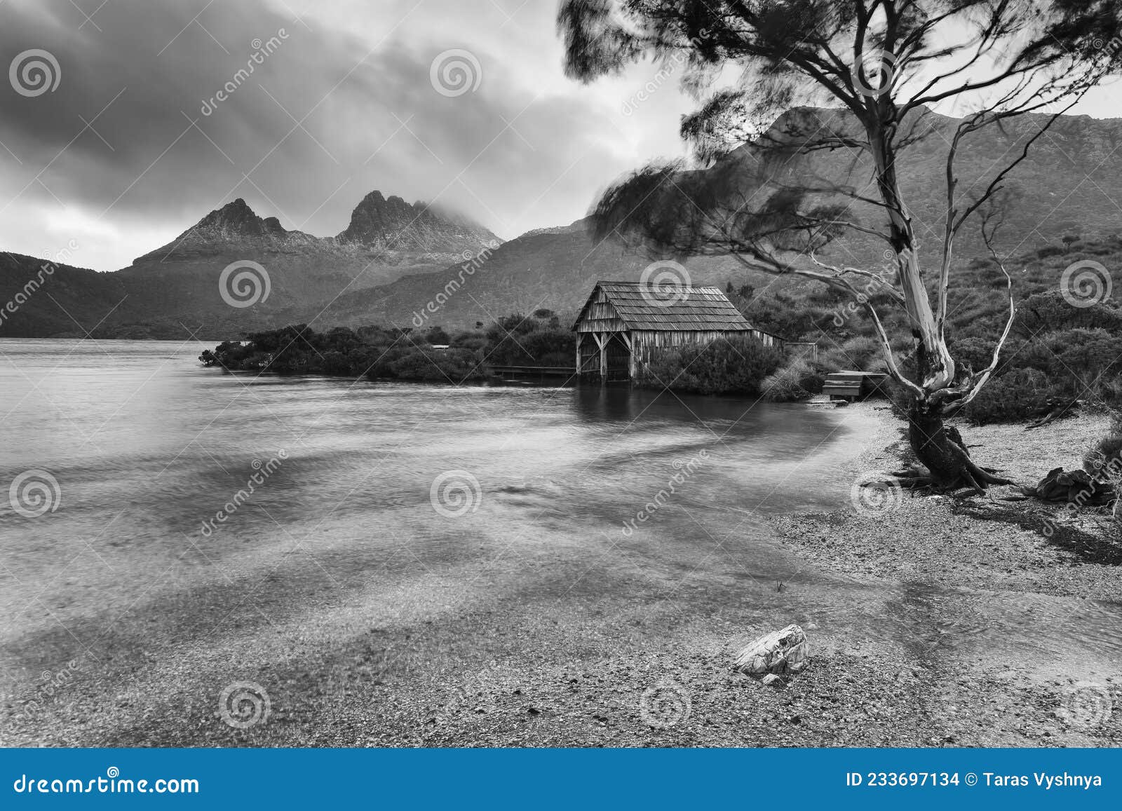 tas cradle dove tree shed rain bw