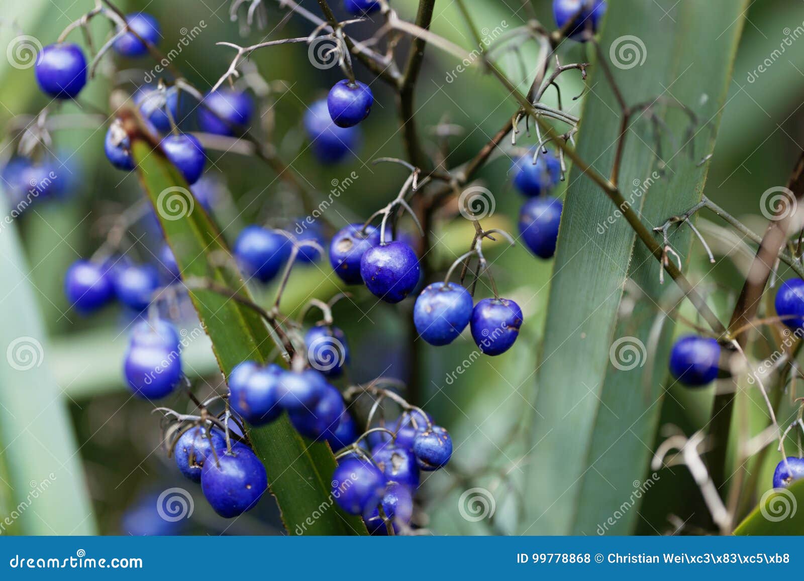 tasman flax lily dianella tasmanica