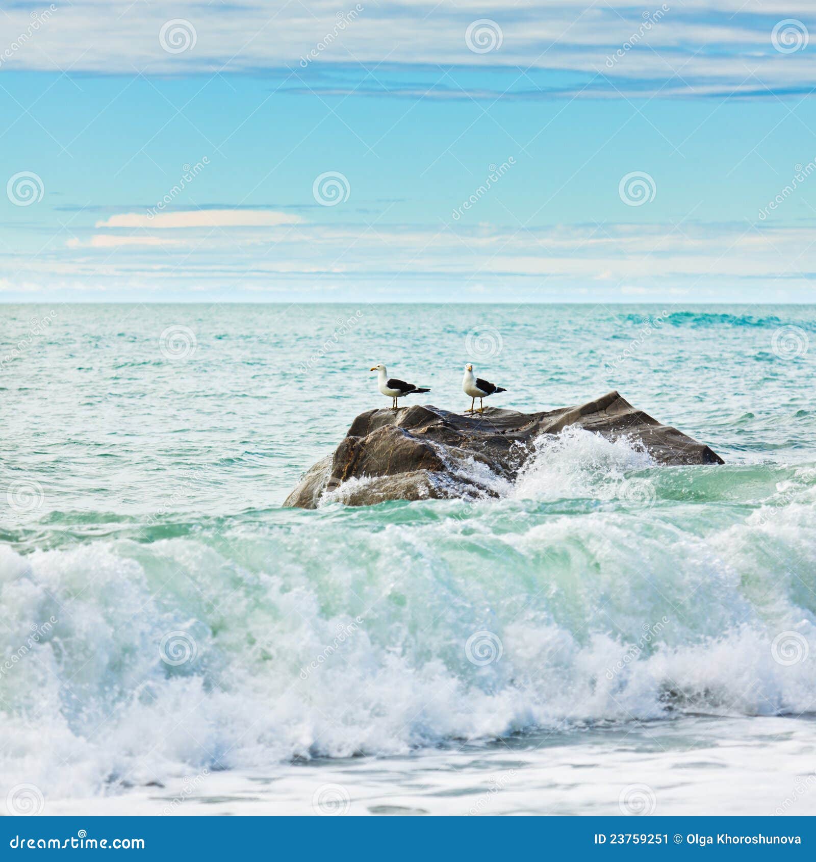 Tasman sea stock image. Image of ocean, national, albatroses 23759251