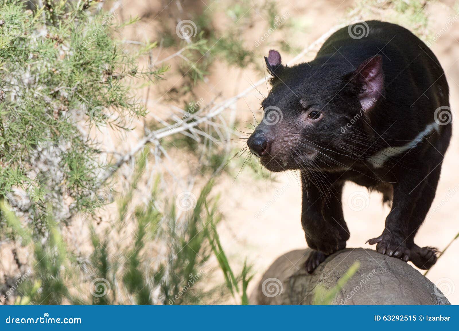 tasmania devil close up portrait