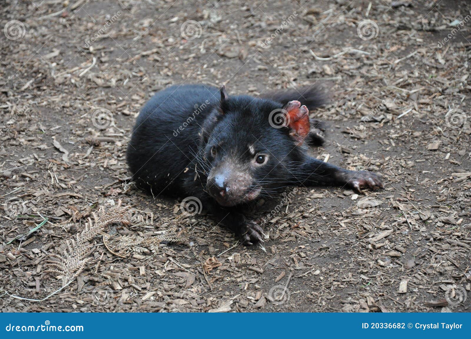 Tasmanian Devil stock photo. Image of mammal, rest, devils - 20336682