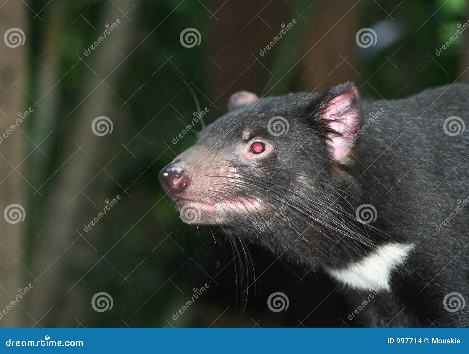 Tasmanian Devil stock photo. Image of rodent, animal, devil - 997714