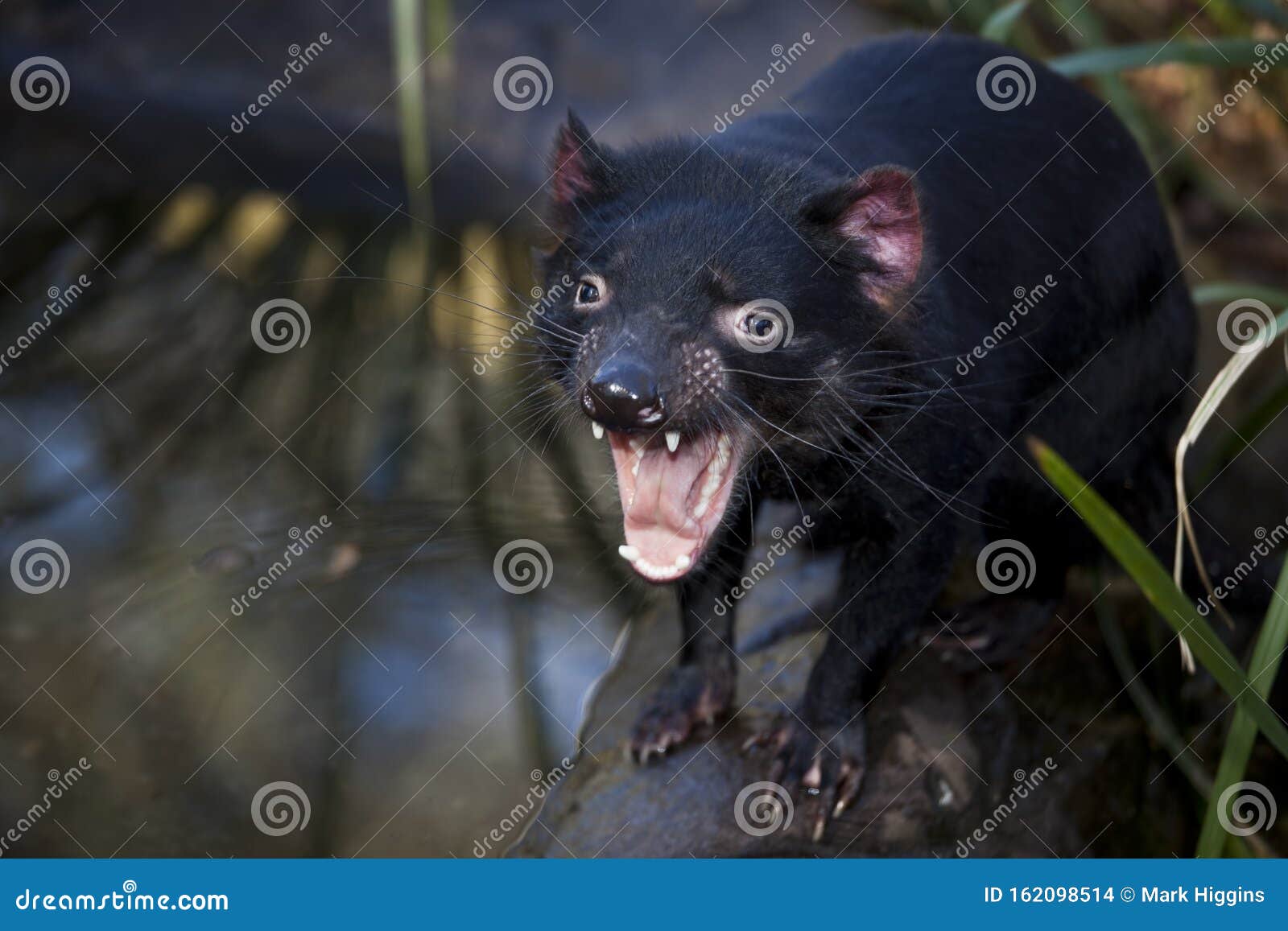 tasmanian devil very fierce