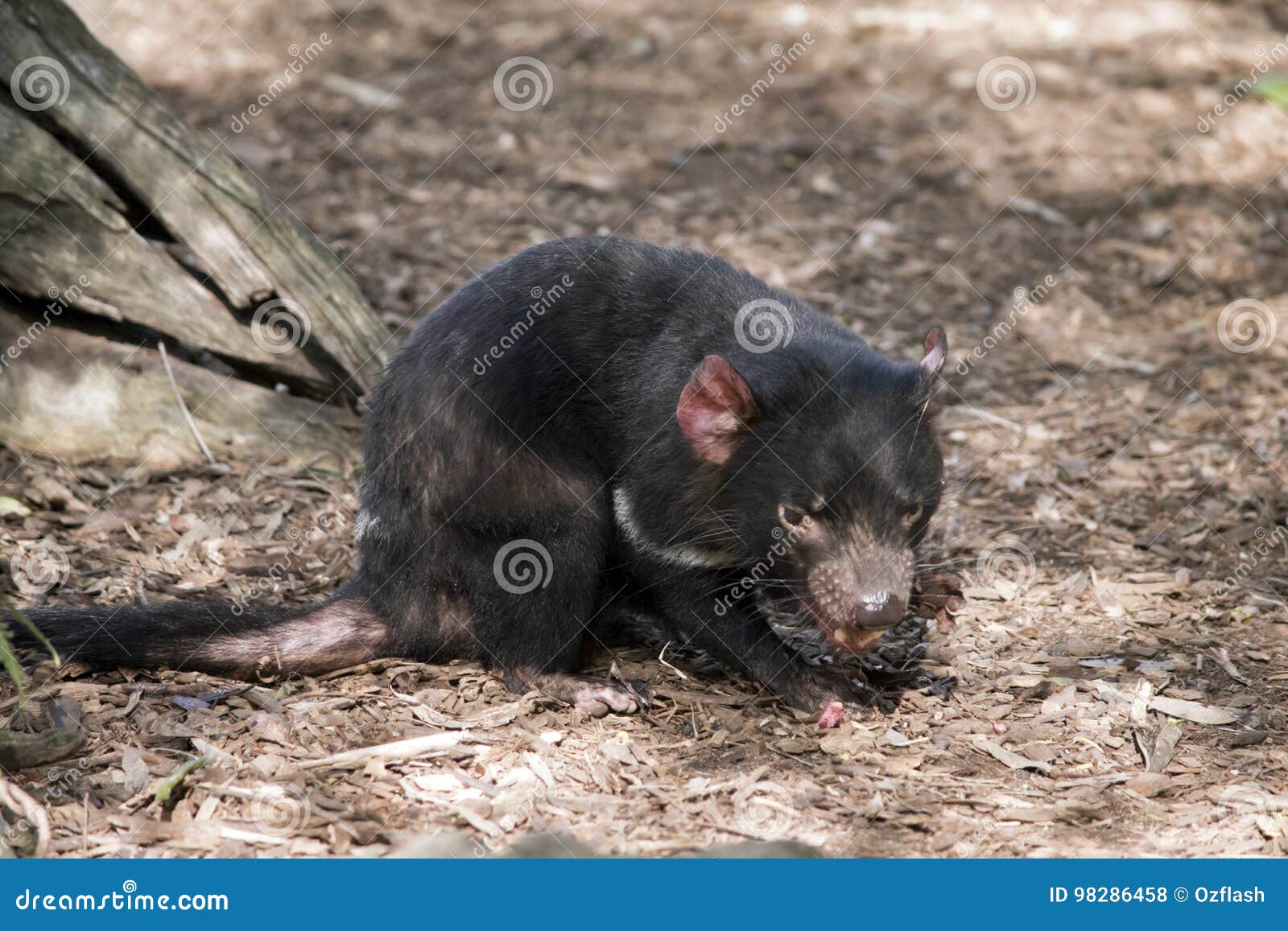 Tasmanian devil stock photo. Image of whiskers, black - 98286458