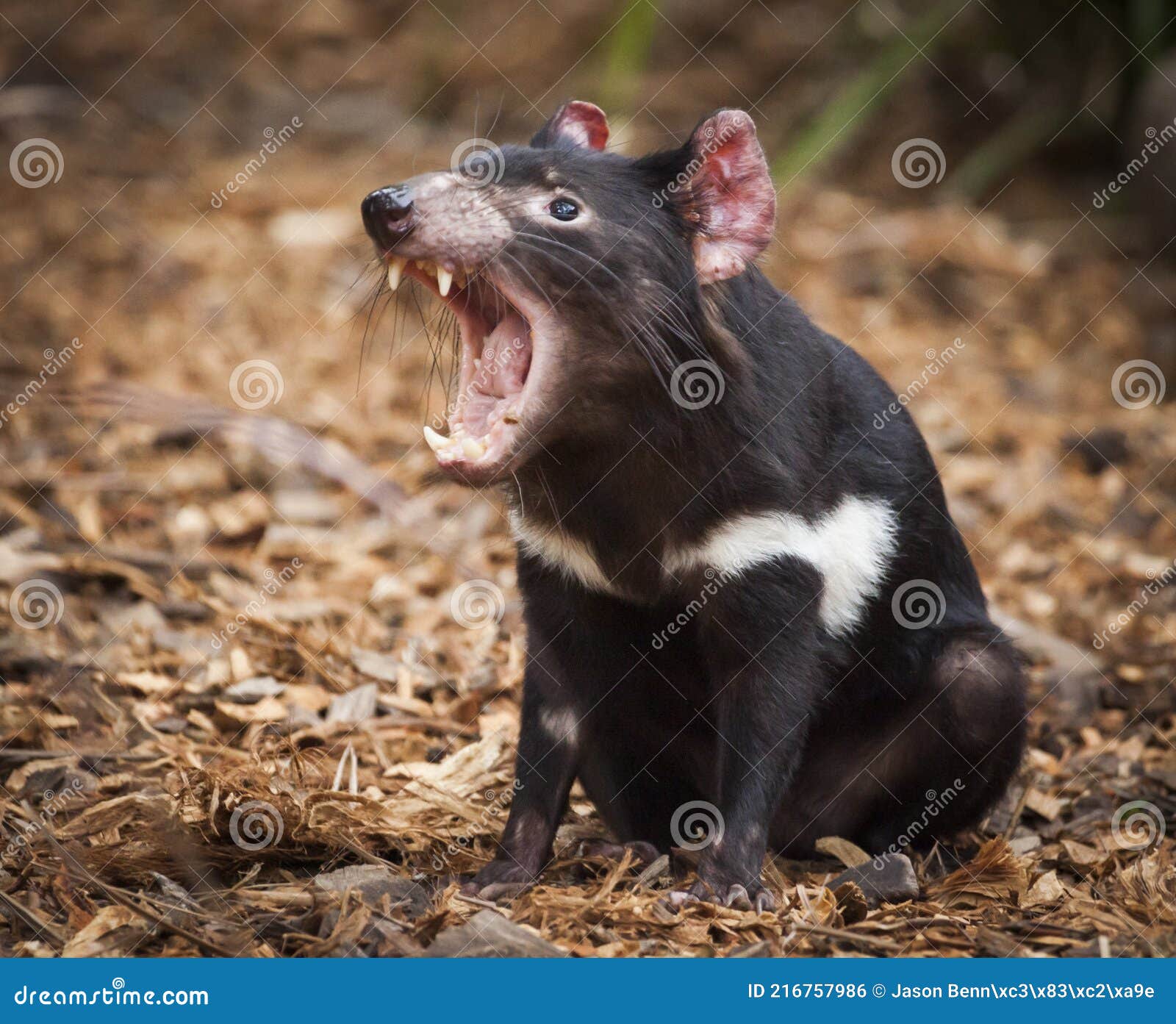 tasmanian devil fang roar. carnivorous marsupial.