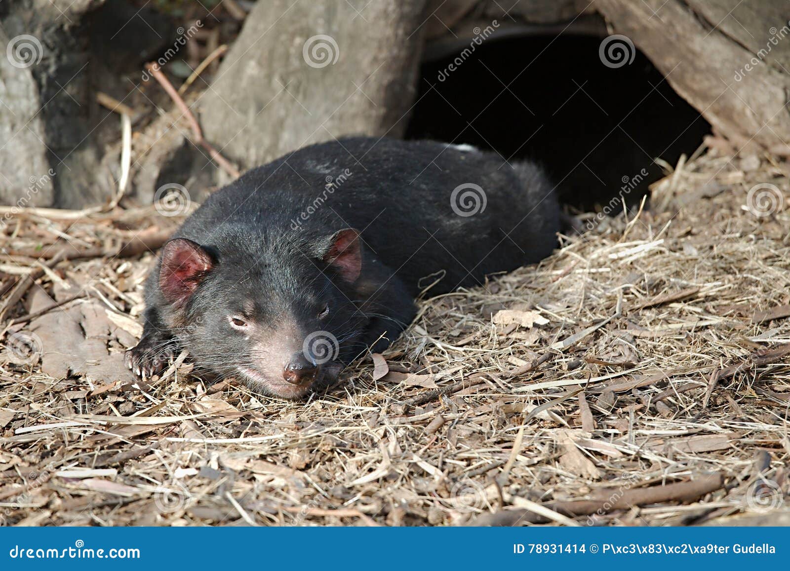 Tasmanian Devil on the Ground Stock Photo - Image of tasmania, rodent