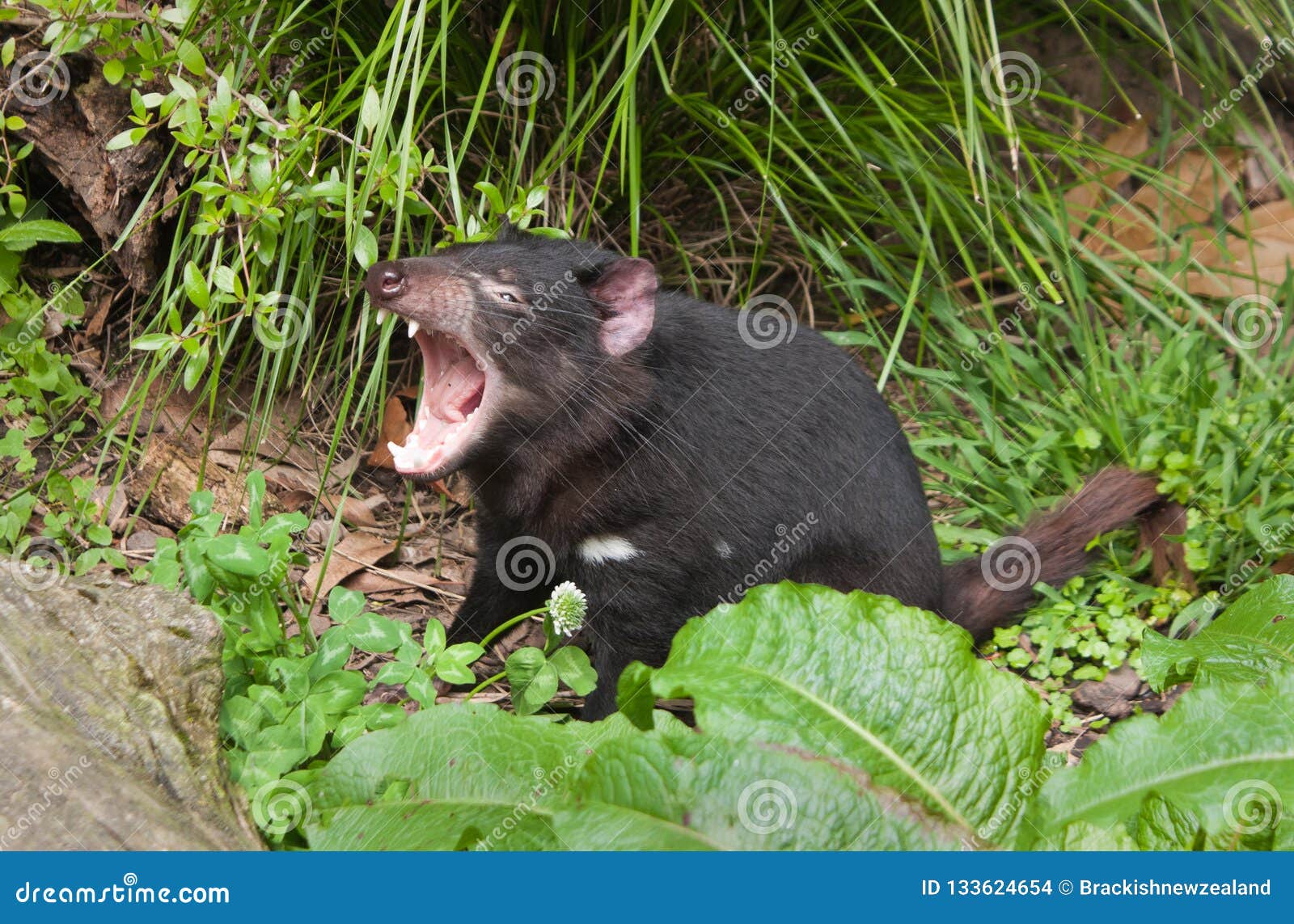 Tasmanian Devil stock photo. Image of yawn, open, fangs - 133624654