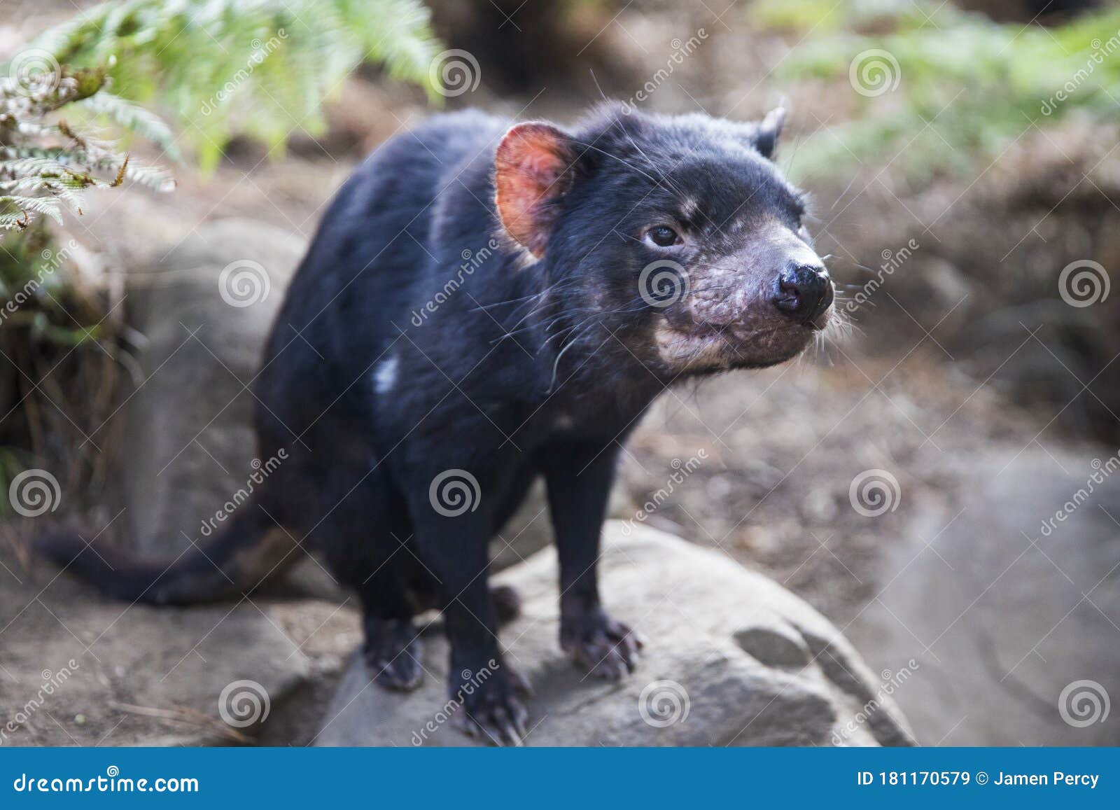 tasmanian devil pair in australia