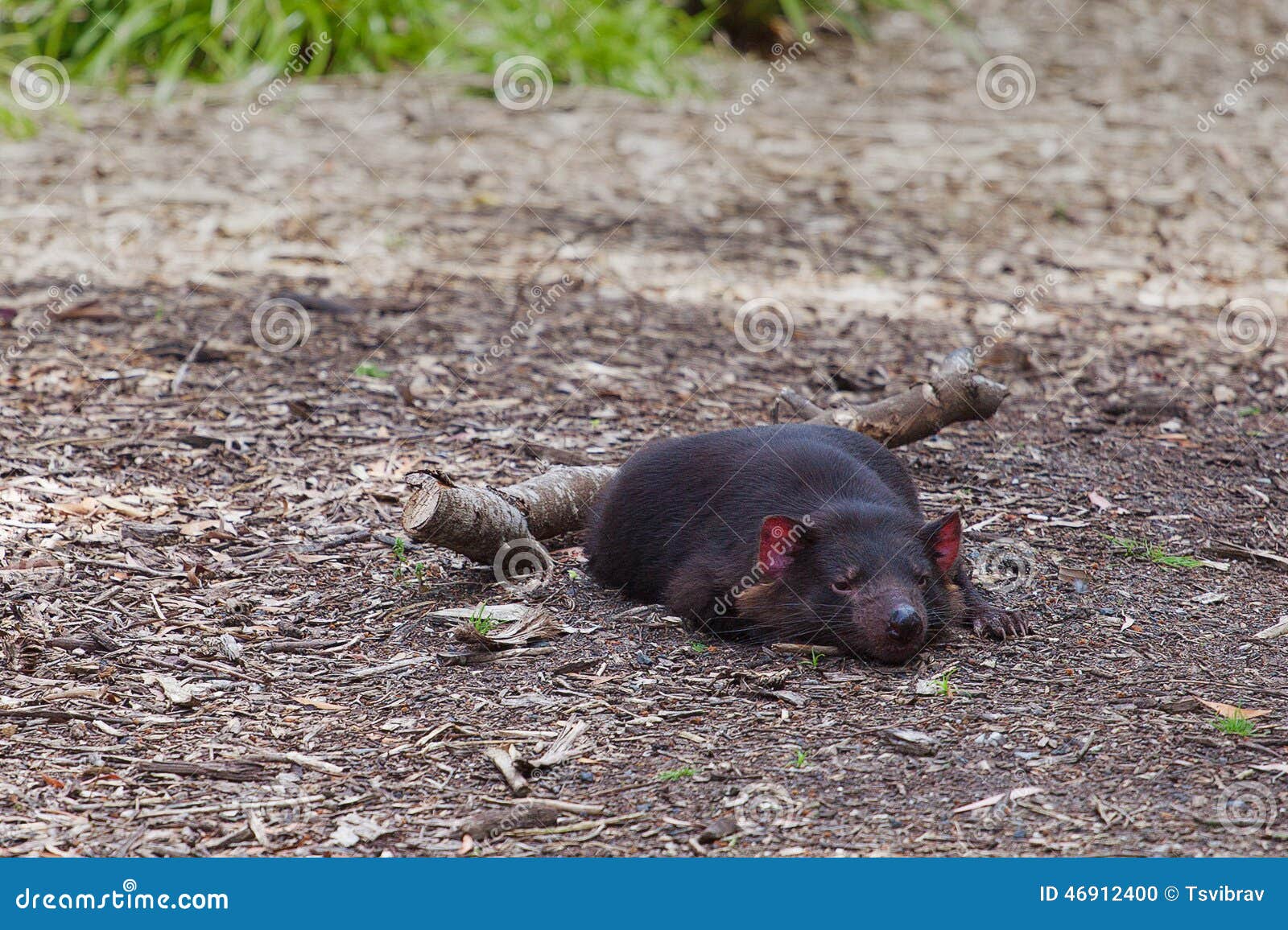 Tasmanian Devil Relaxing on the Ground - Closeup Stock Photo - Image of