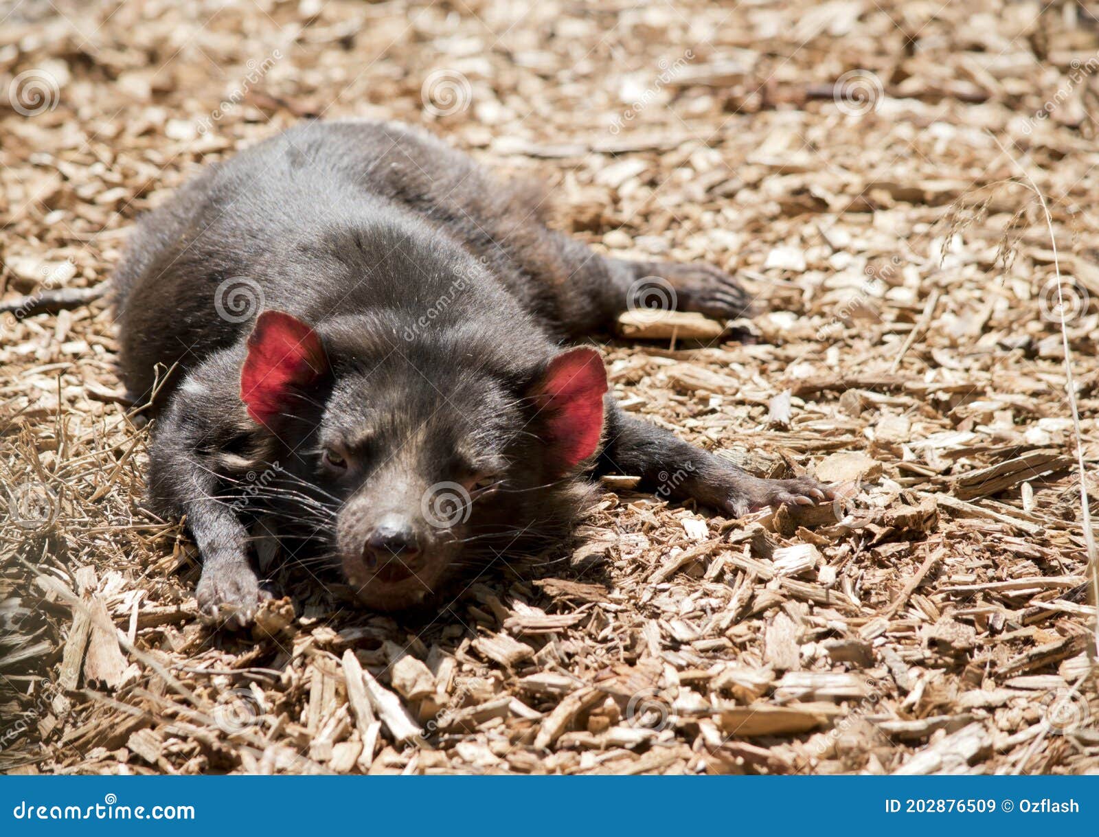 the tasmanian devil is resting on a bed of bark