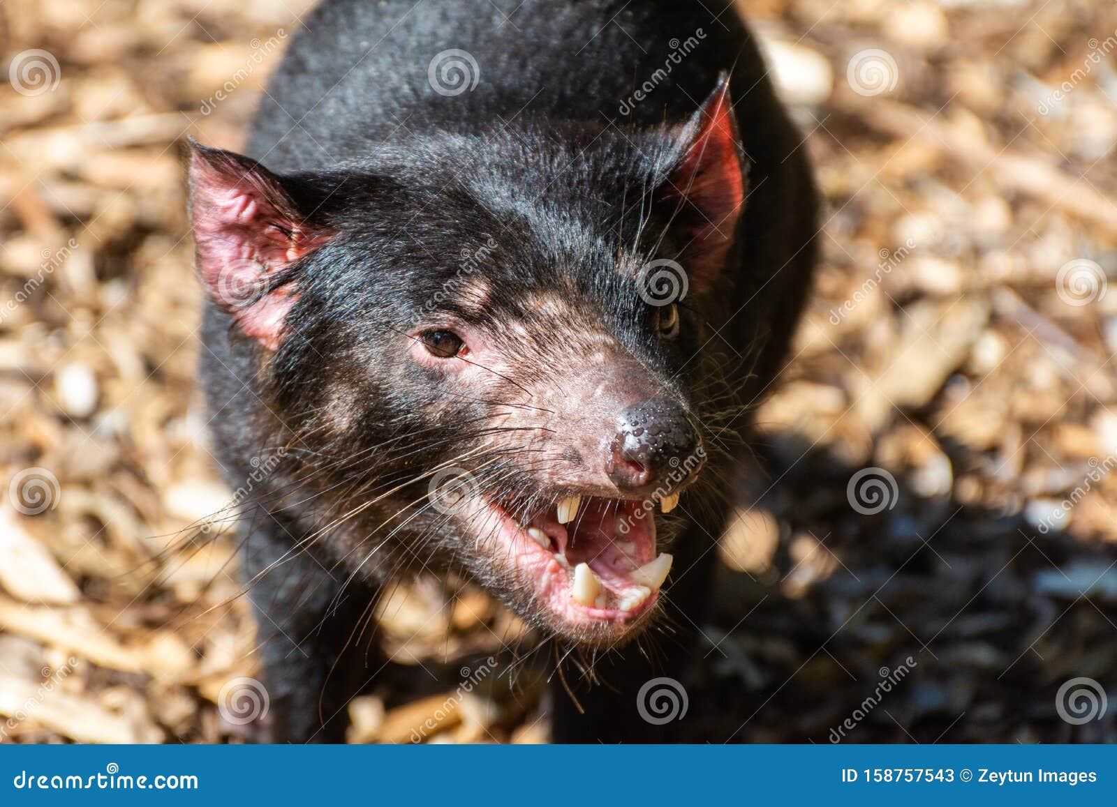 tasmanian devil sarcophilus harrisii