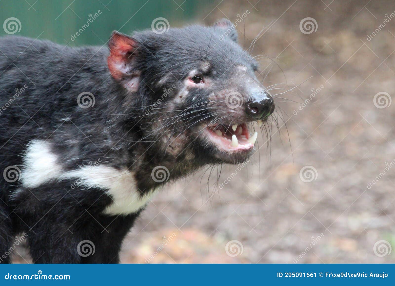 Tasmanian Devil in a Zoo - Australia Stock Image - Image of australia