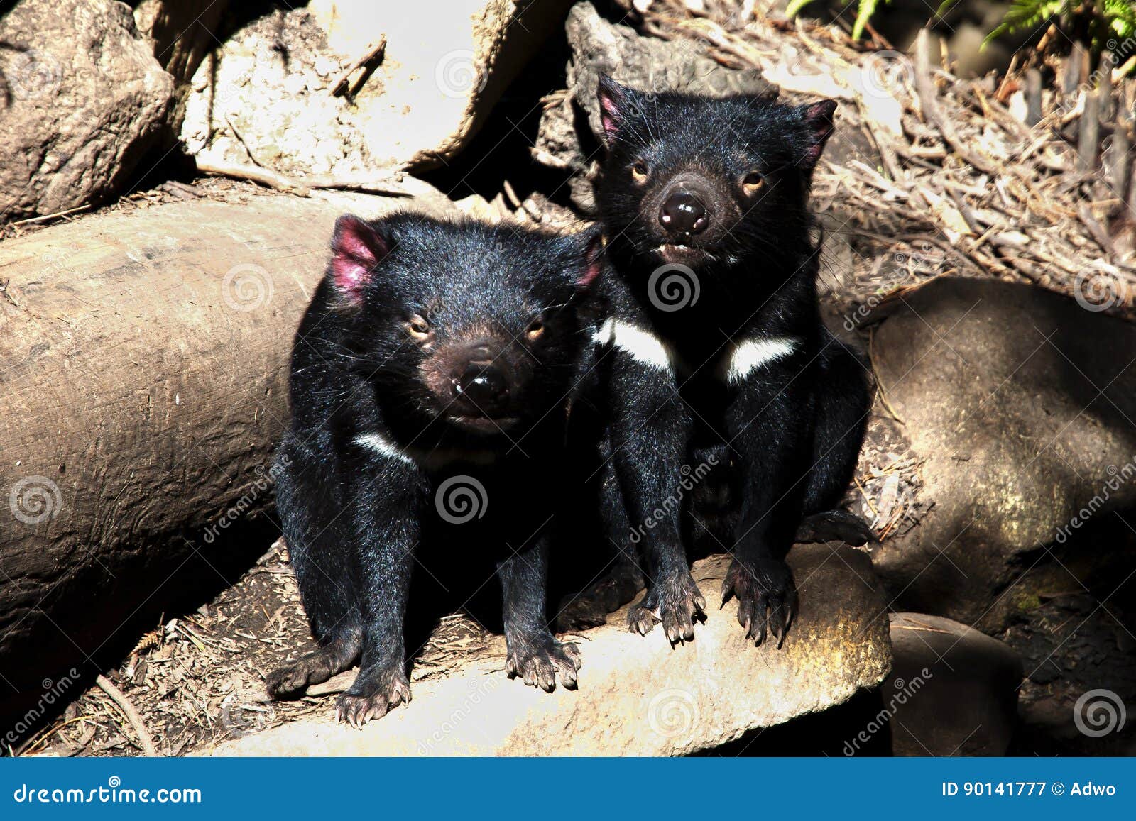 Tasmanian Devils - Tasmania Stock Image - Image of australia