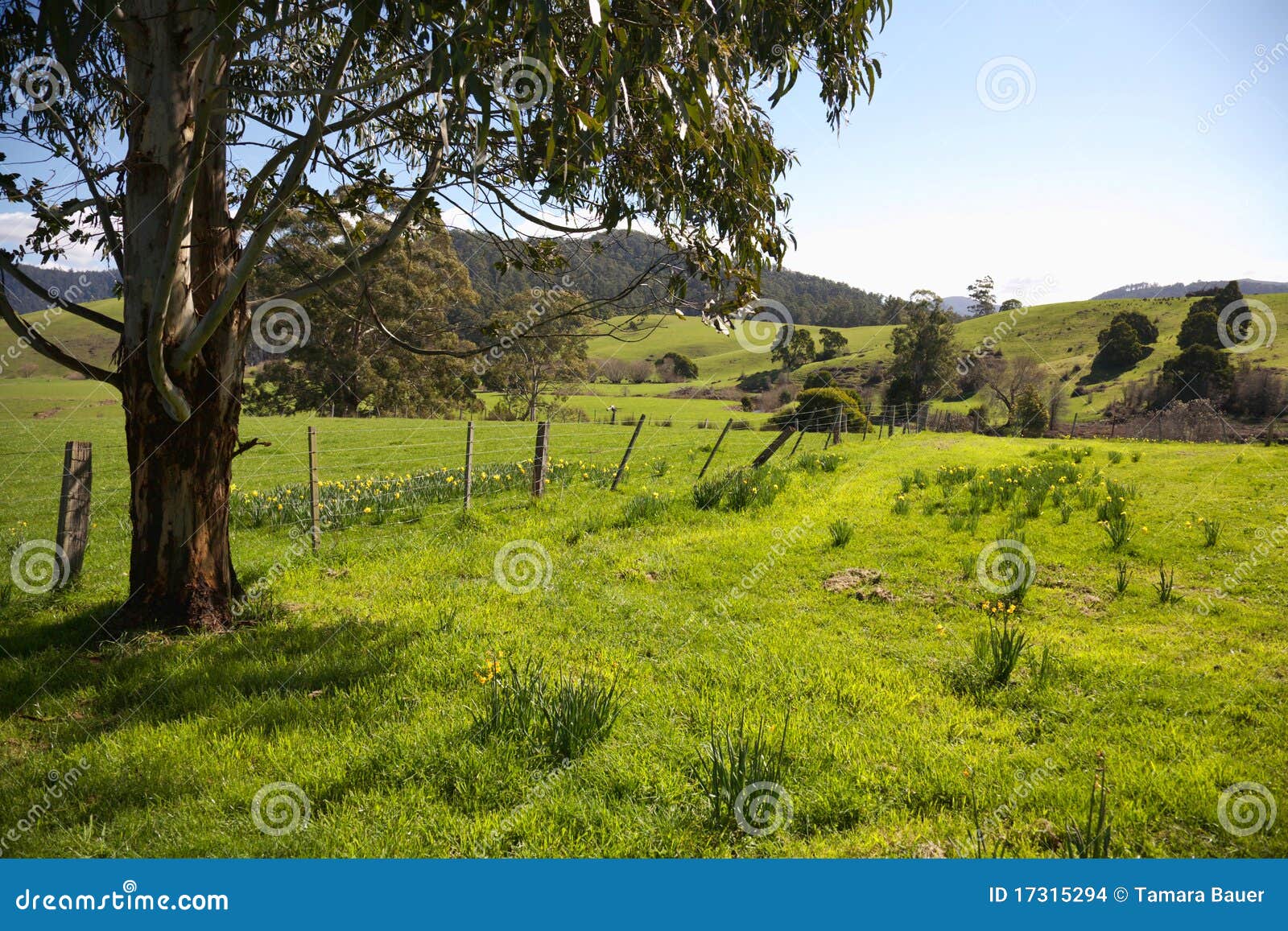 tasmanian farmland