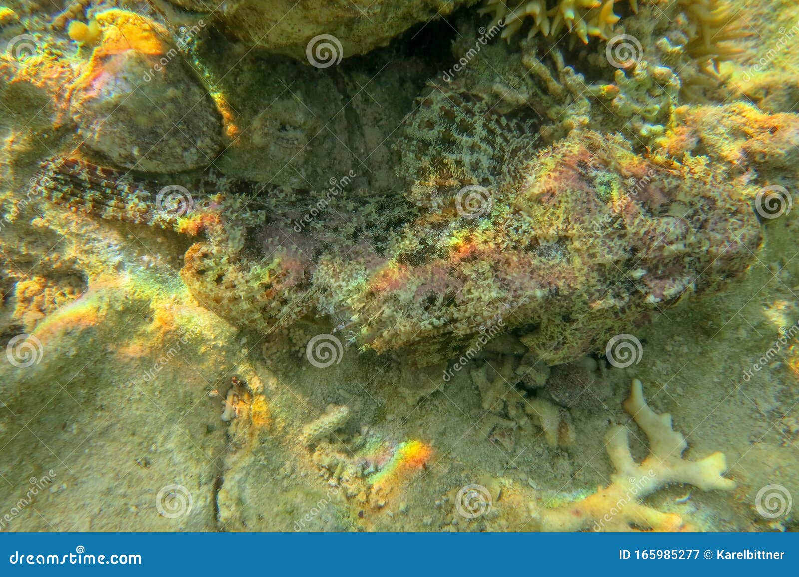 tasseled scorpionfish lies in perfect secrecy on a coral reef and blends in with its enormous camouflage. deadly poisonous.