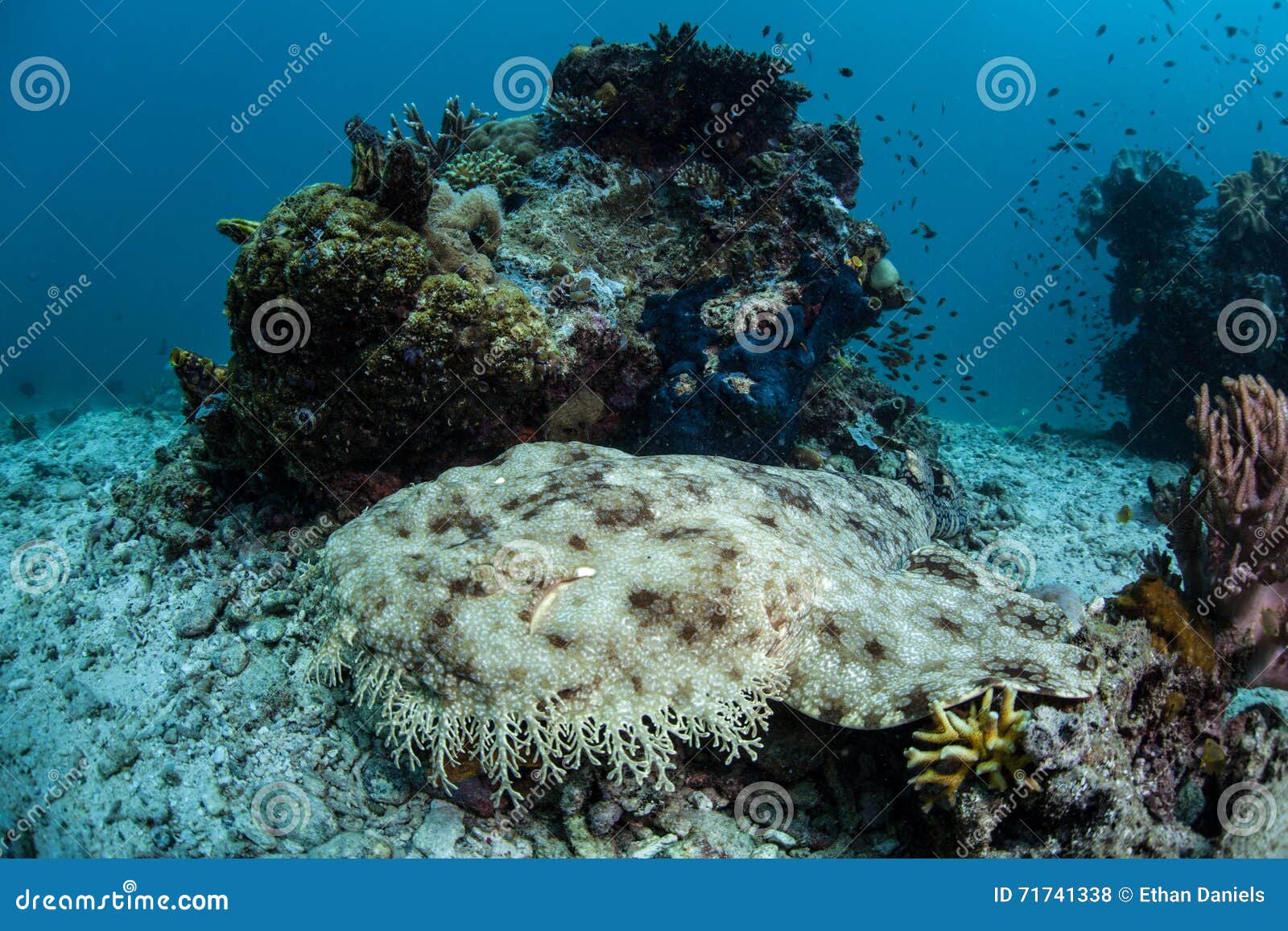 tasseled wobbegong shark on seafloor