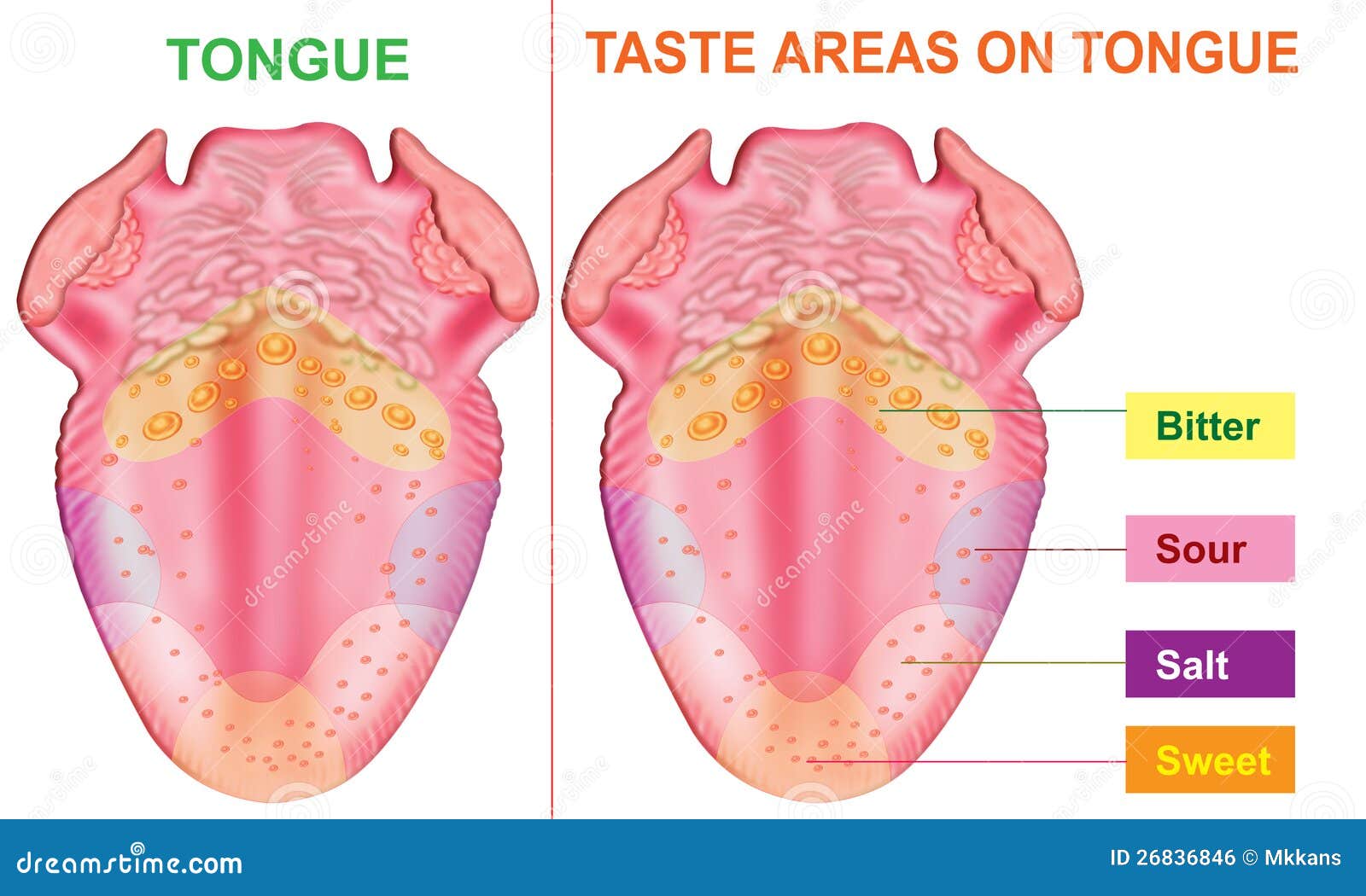 Taste Bud Location Chart