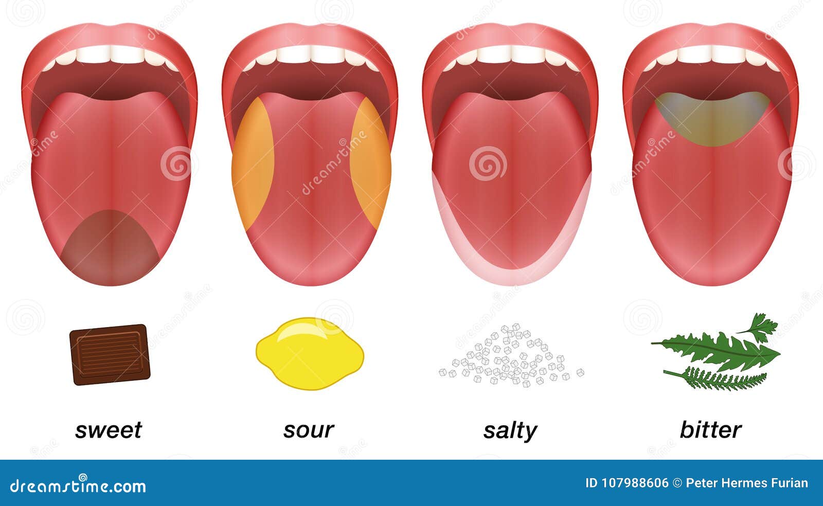 taste areas tongue sweet sour salty bitter