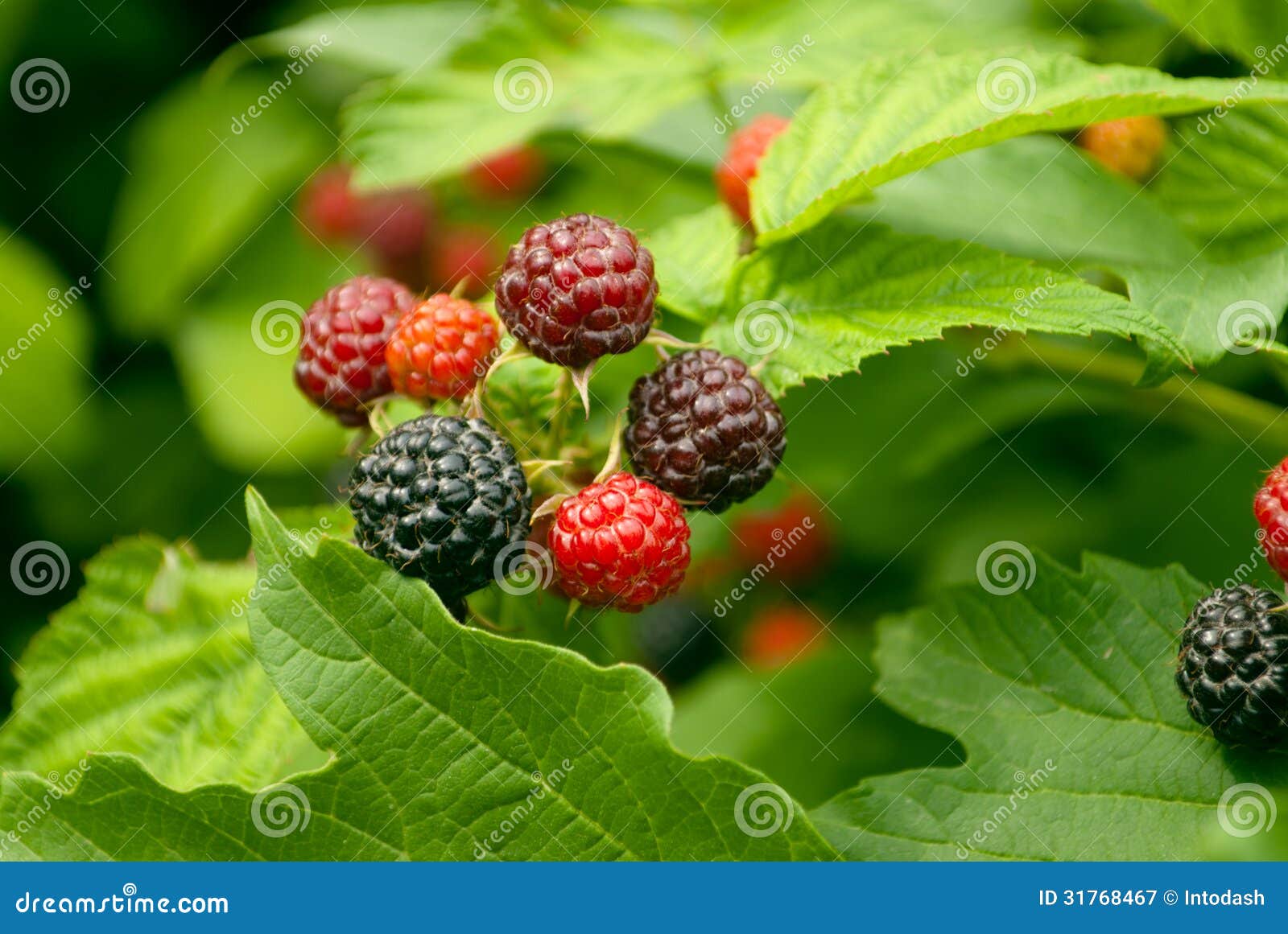 Taste blackberry stock image. Image of nature, taste 31768467