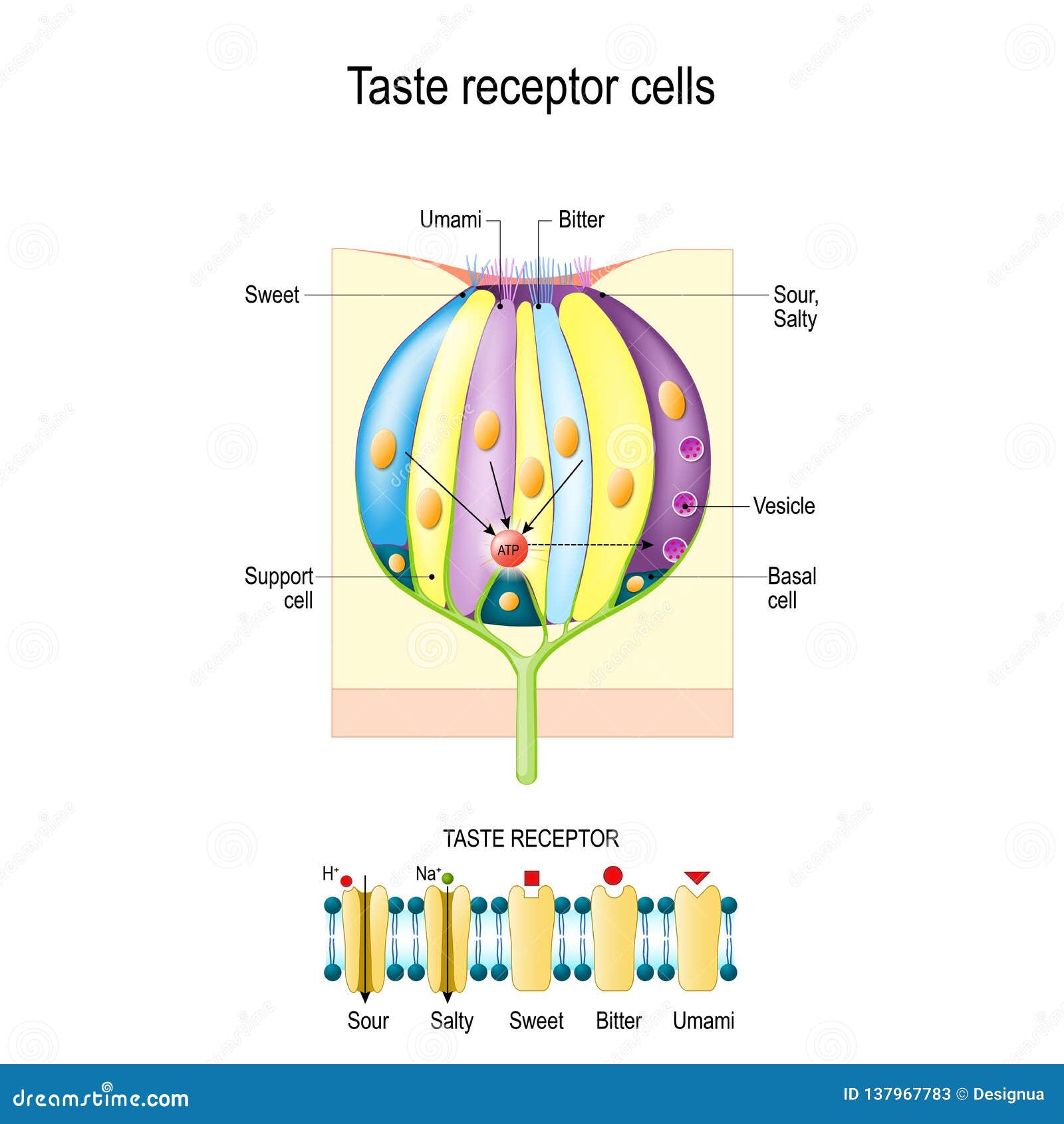 taste bud with receptor cells. types of taste receptors. cell membrane and ion channels for sour, salty, sweet, umami
