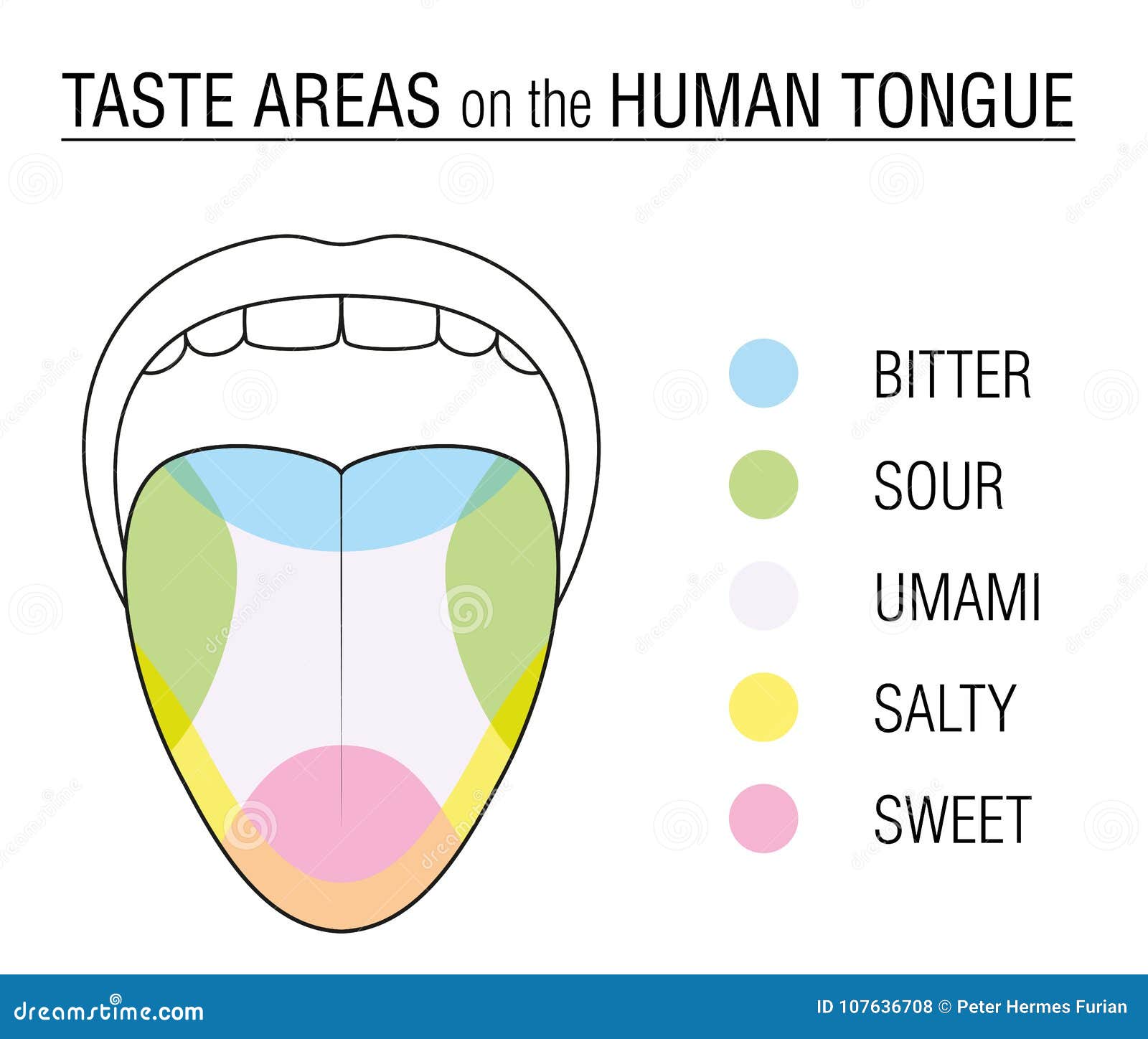 Tongue taste buds on Taste Buds: